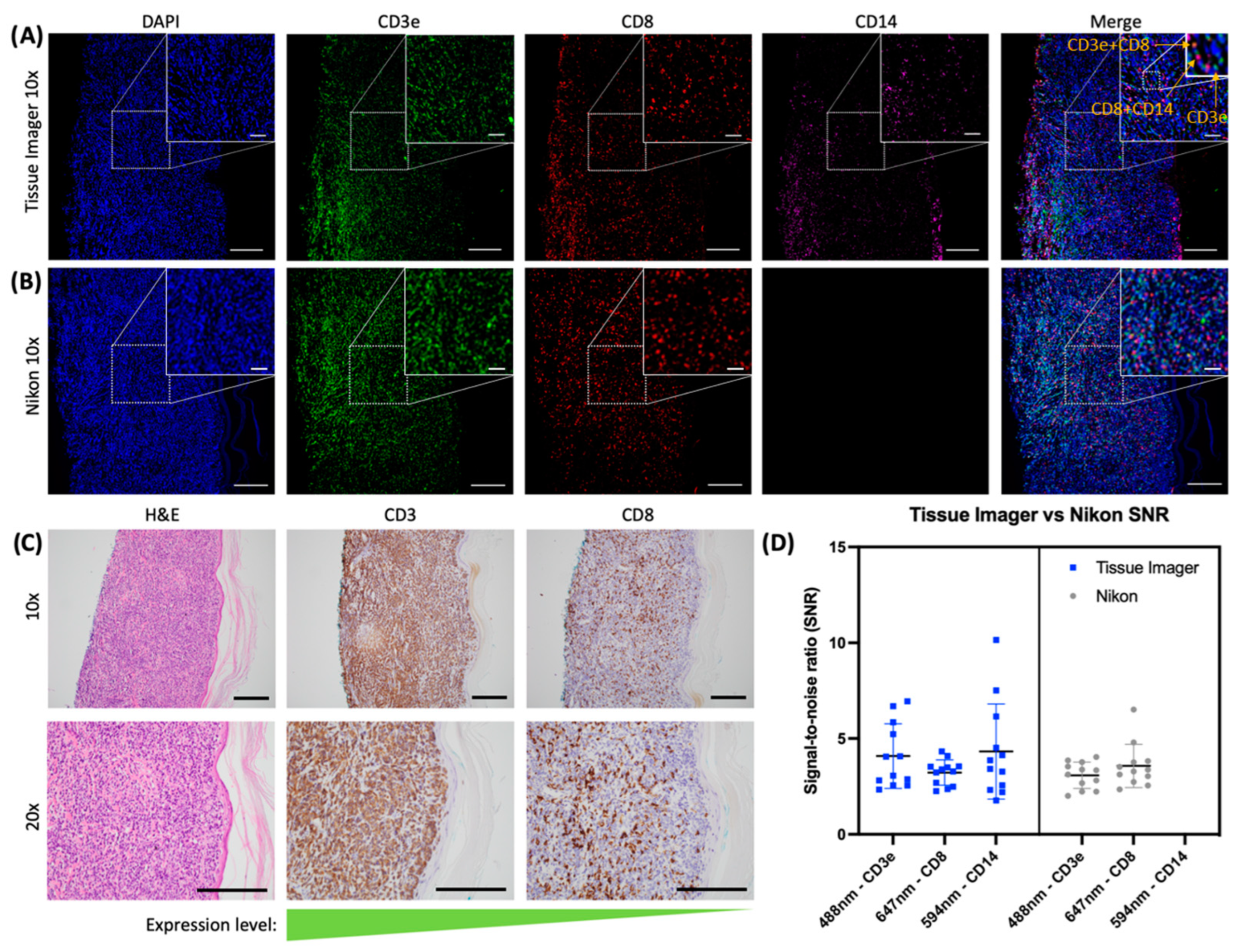 Ijms 24 07008 g004 Ijms 24 07008 g004