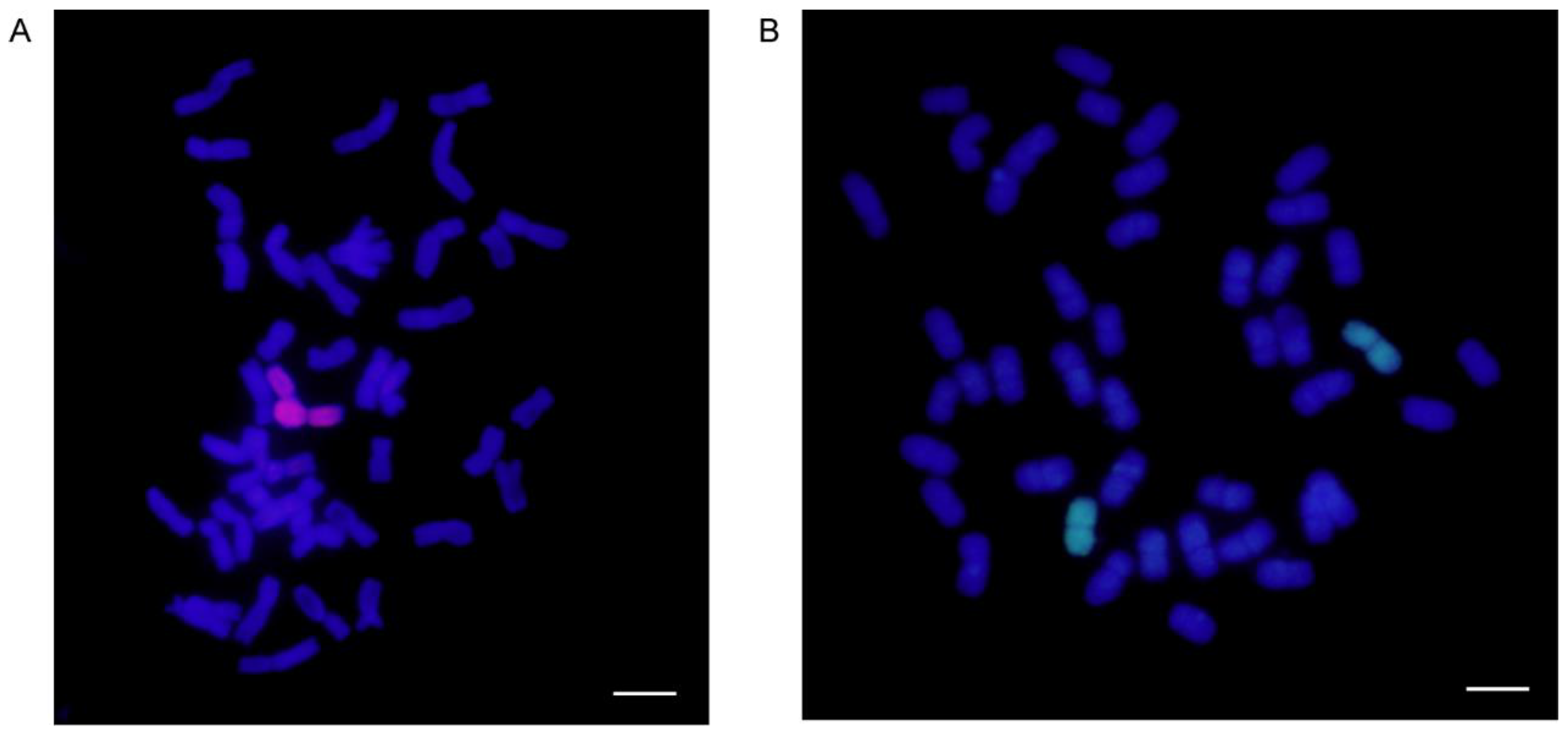 Ijms 24 07056 g001 Ijms 24 07056 g001