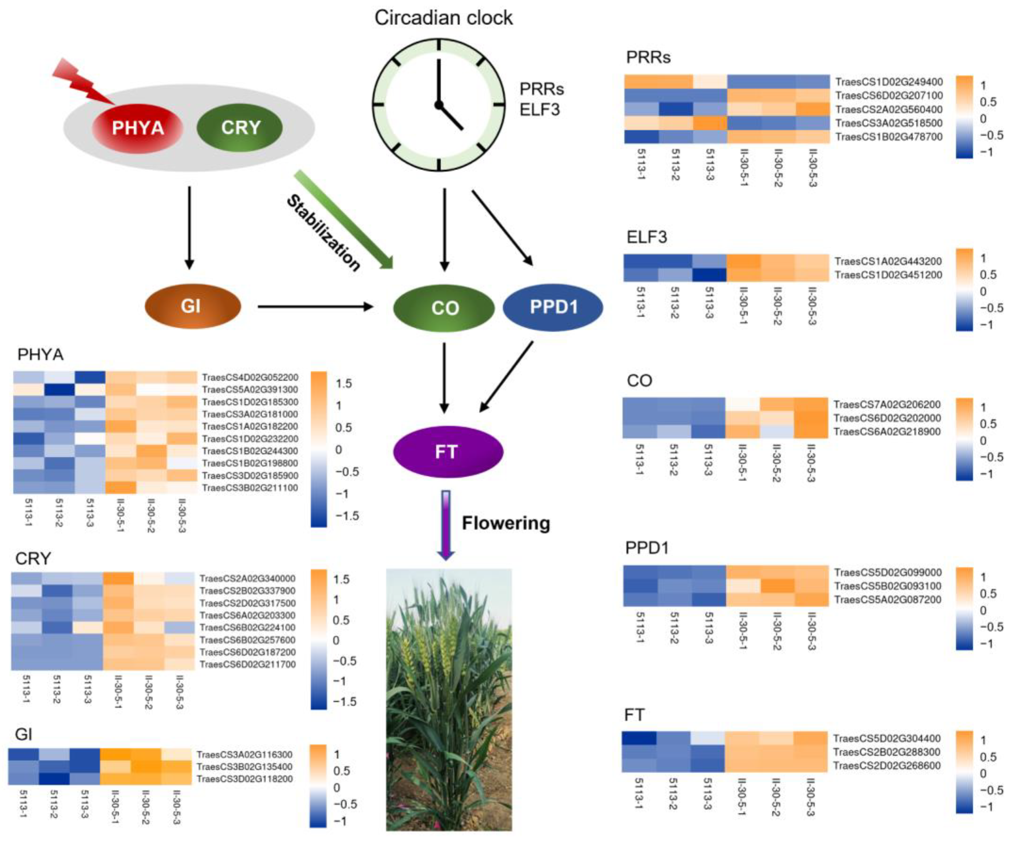 Ijms 24 07056 g005 Ijms 24 07056 g005