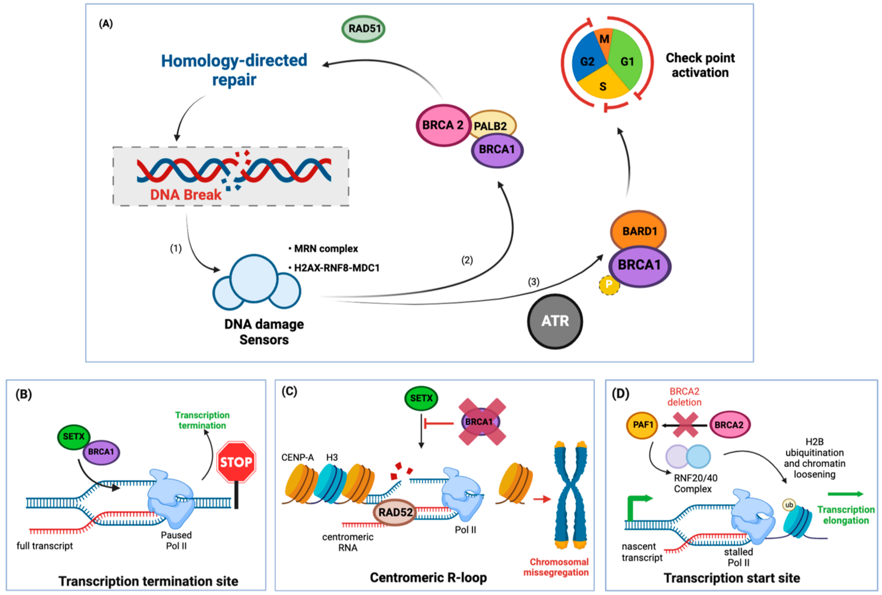 Ijms 24 07064 g003 Ijms 24 07064 g003