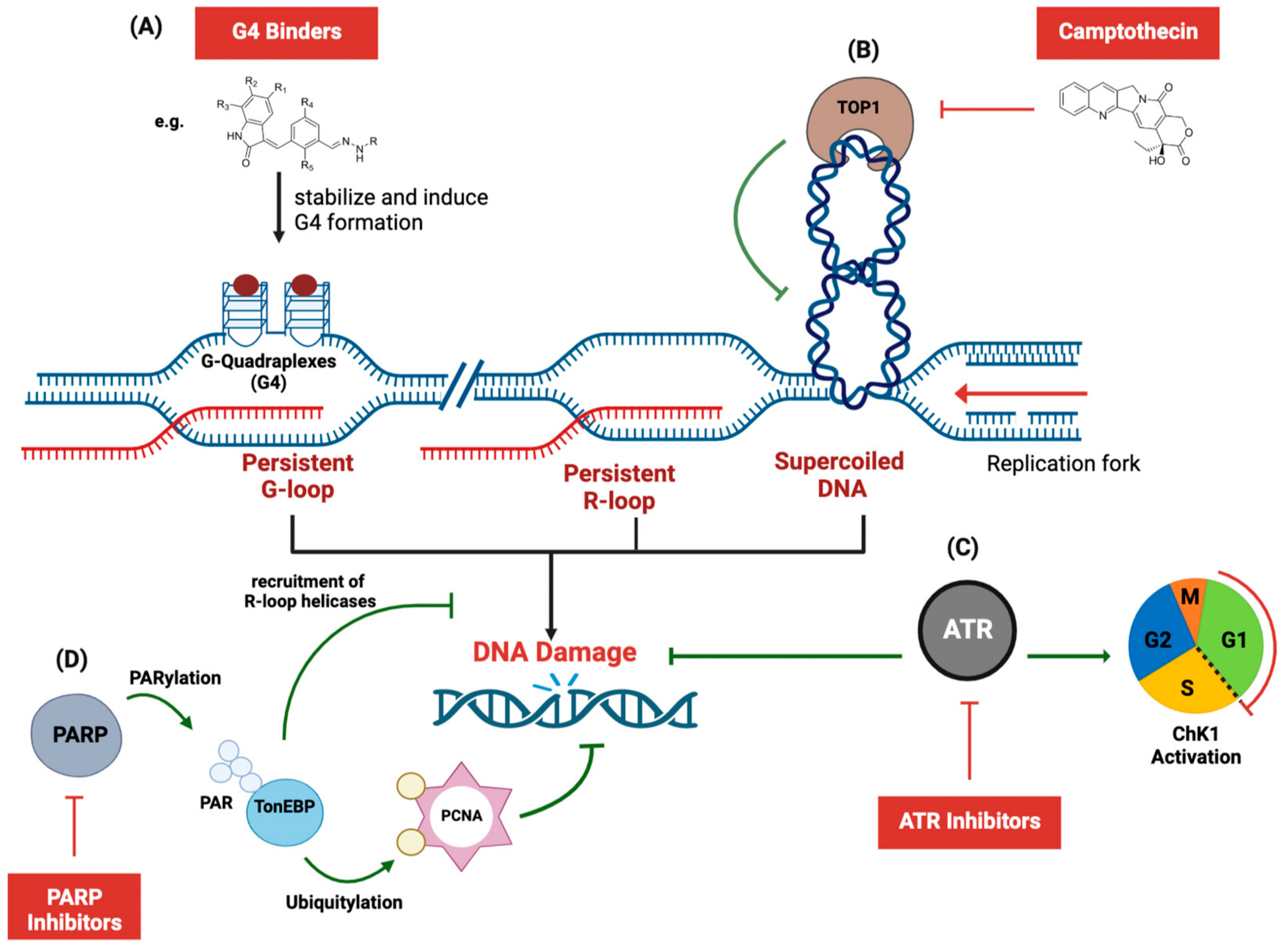 Ijms 24 07064 g006 Ijms 24 07064 g006
