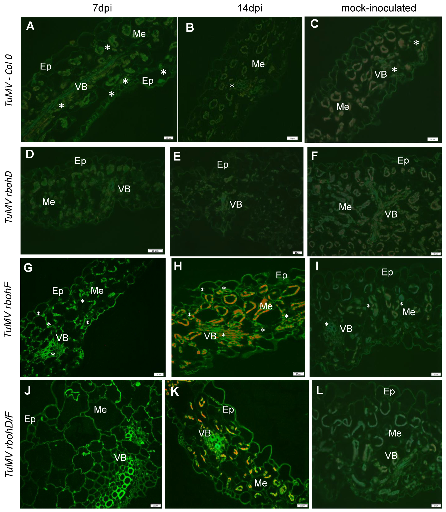 Ijms 24 07128 g002 Ijms 24 07128 g002