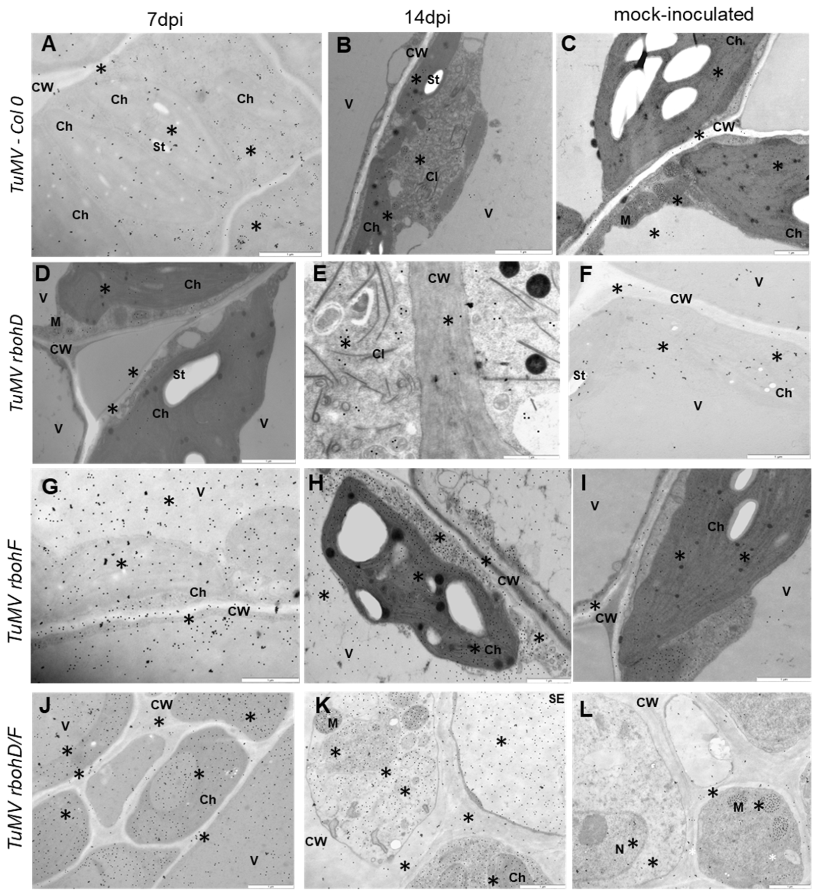 Ijms 24 07128 g003 Ijms 24 07128 g003