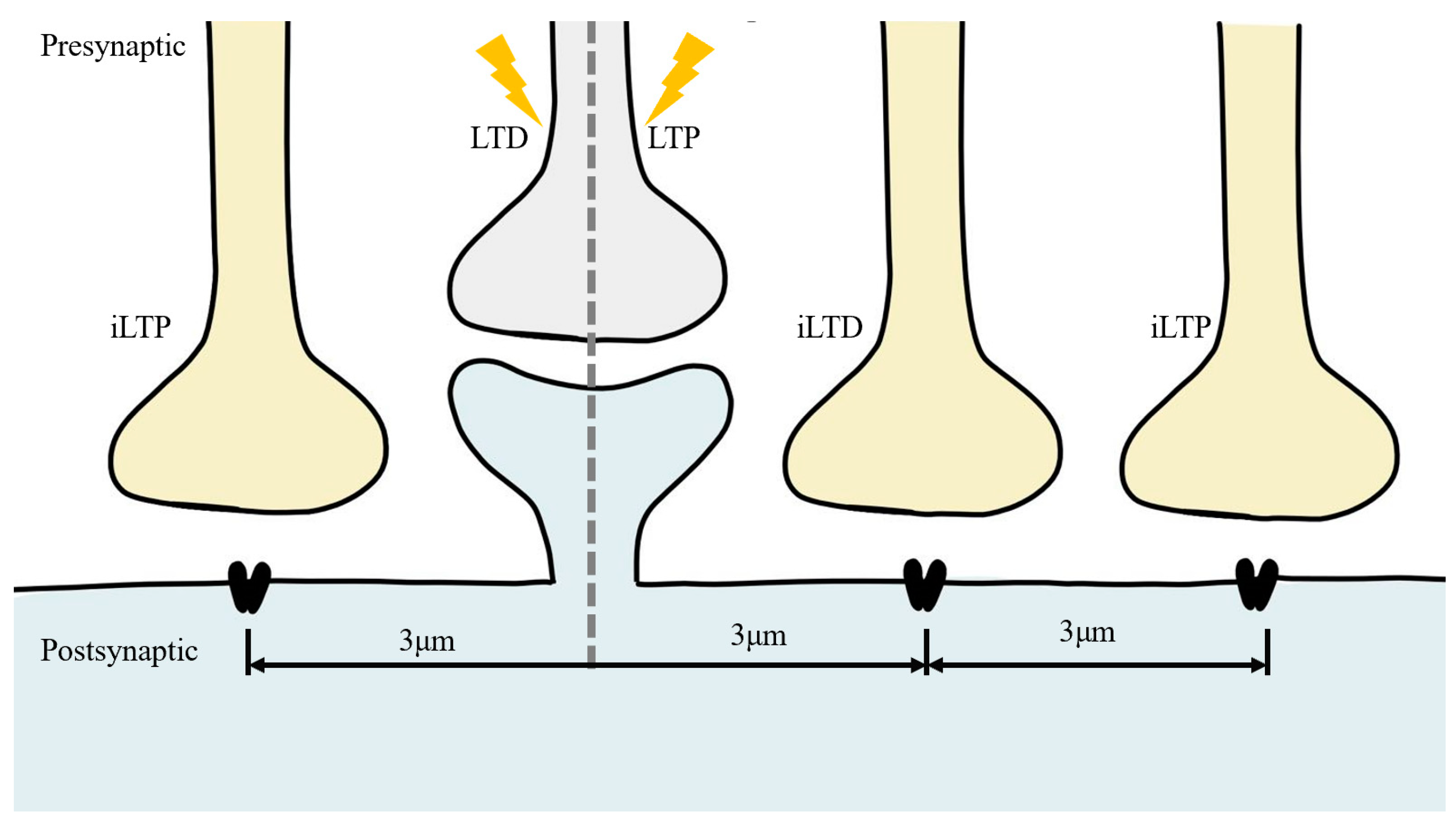 Ijms 24 07134 g003 Ijms 24 07134 g003