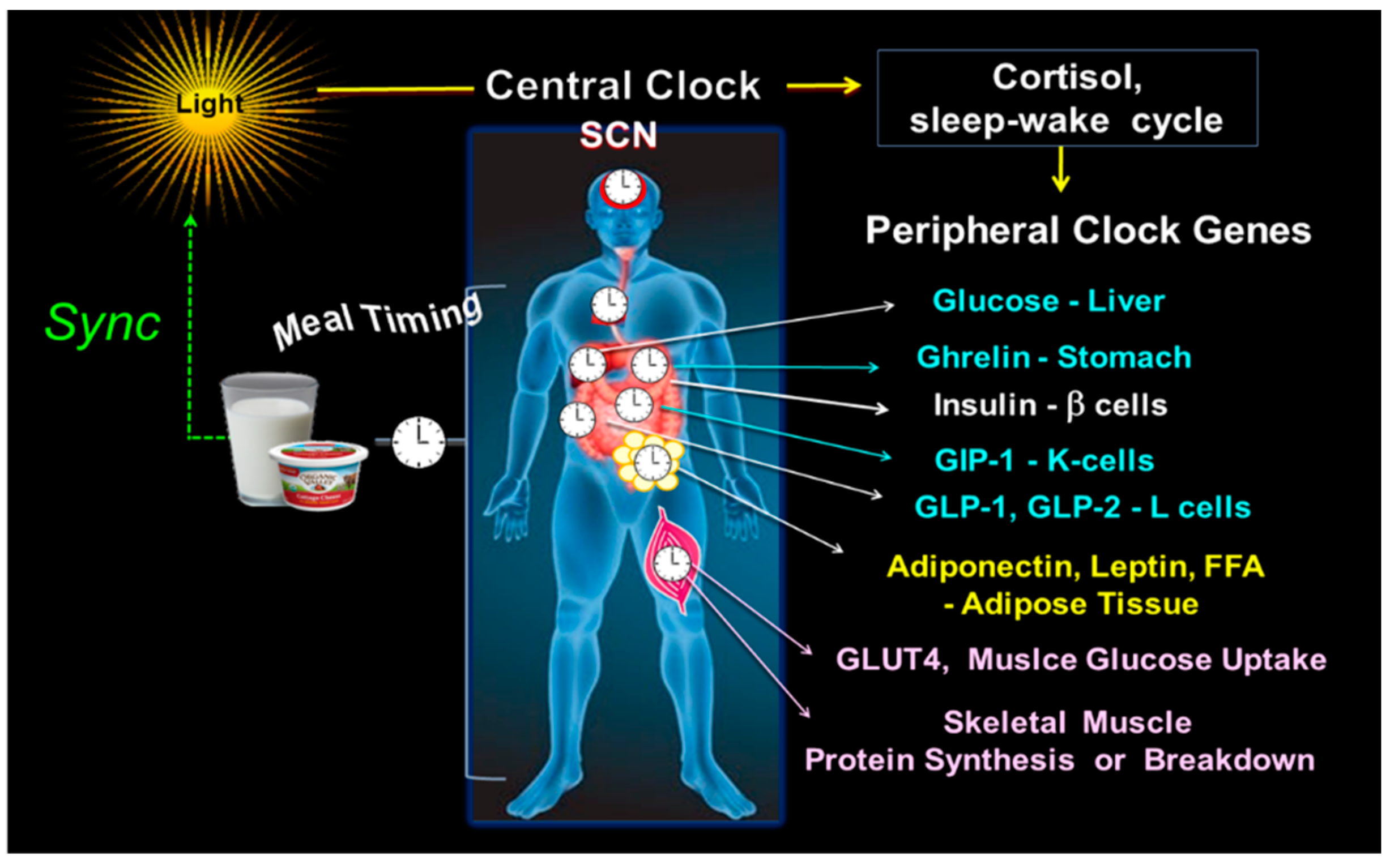 IJMS Free Full Text Influence of Fasting until Noon Extended