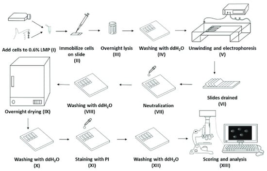 IJMS | Free Full-Text | Development of a Novel, Automated High-Throughput  Device for Performing the Comet Assay