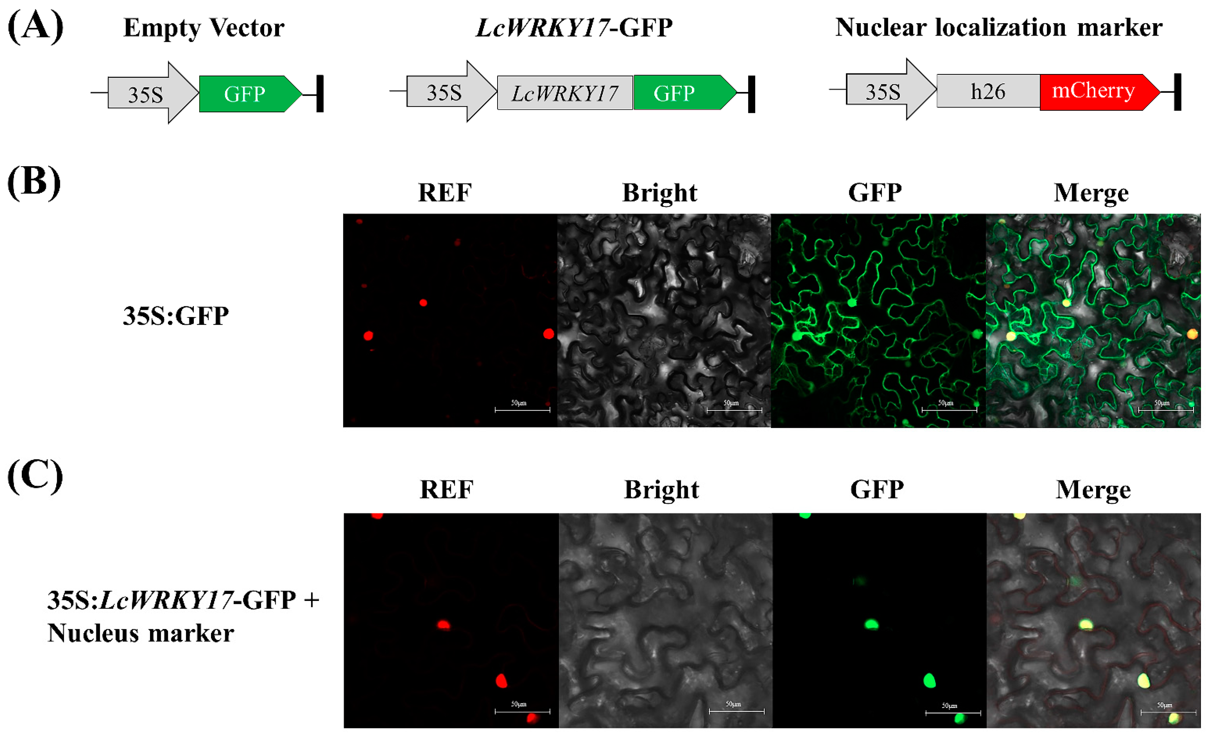 Ijms 24 07210 g004 Ijms 24 07210 g004