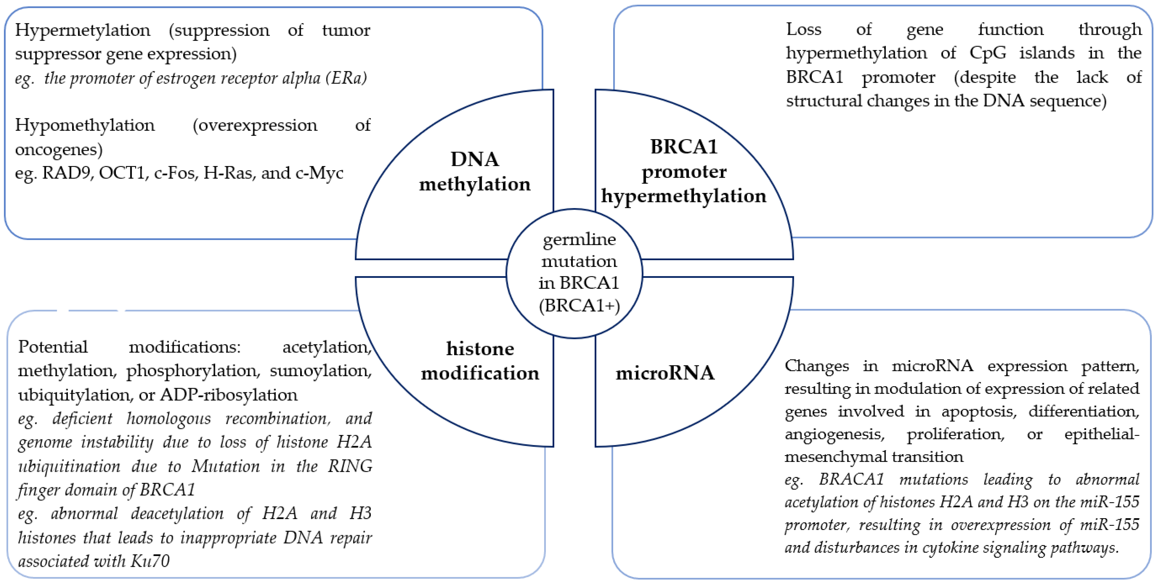 IJMS | Free Full-Text | Harnessing Epigenetics for Breast Cancer Therapy:  The Role of DNA Methylation, Histone Modifications, and MicroRNA
