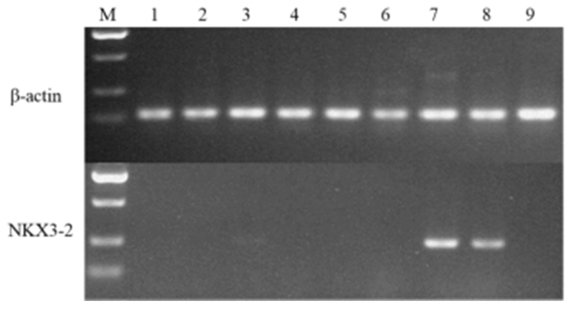 Ijms 24 07257 g005 Ijms 24 07257 g005