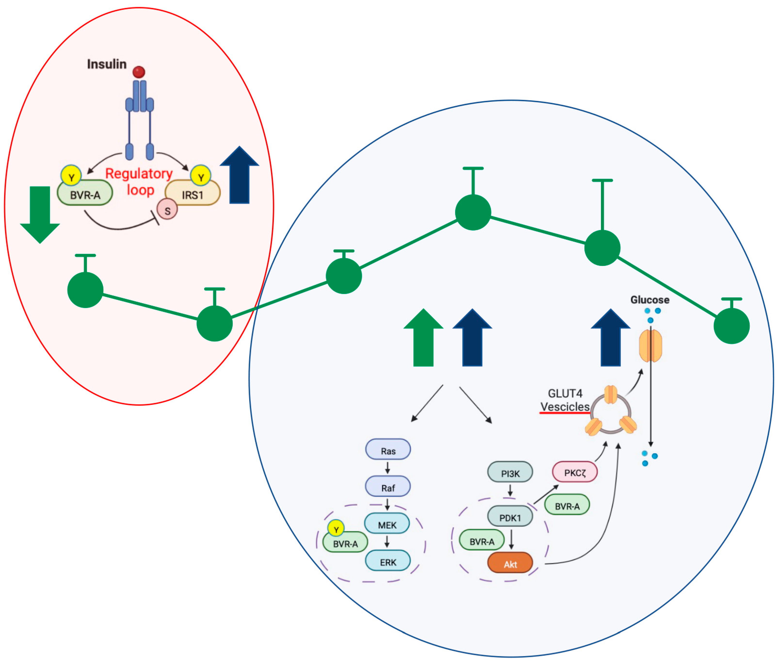 Ijms 24 07282 g005 Ijms 24 07282 g005