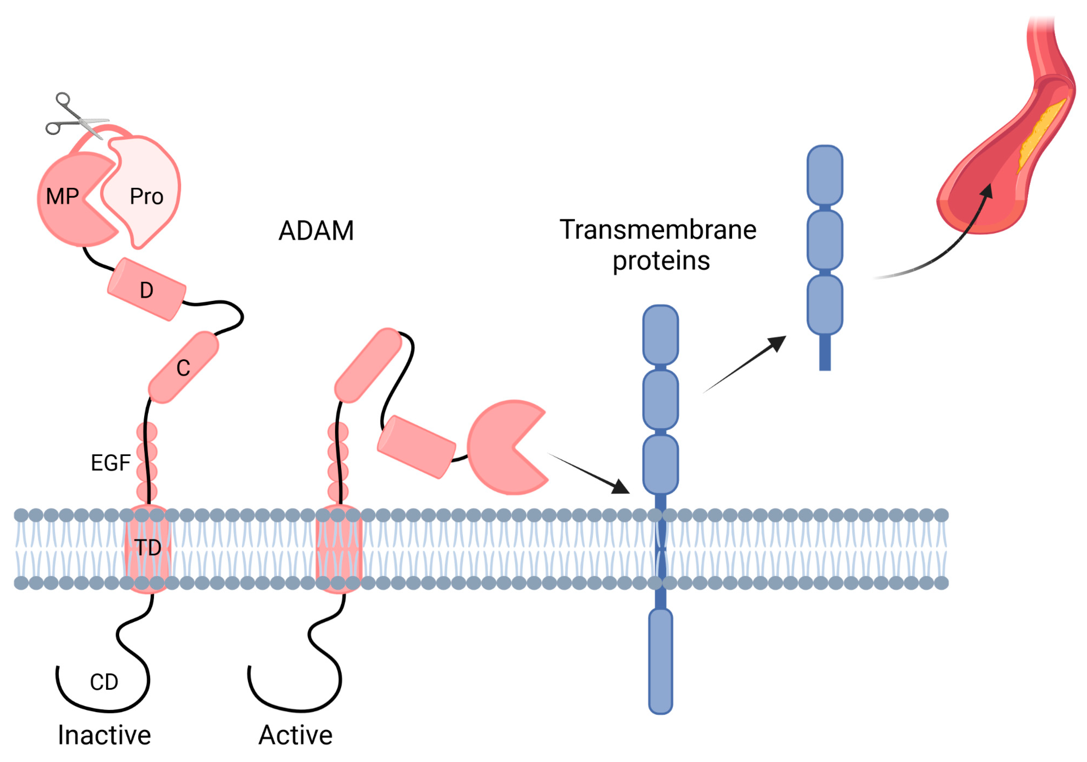 IJMS | Free Full-Text | ADAM10 and ADAM17, Major Regulators of