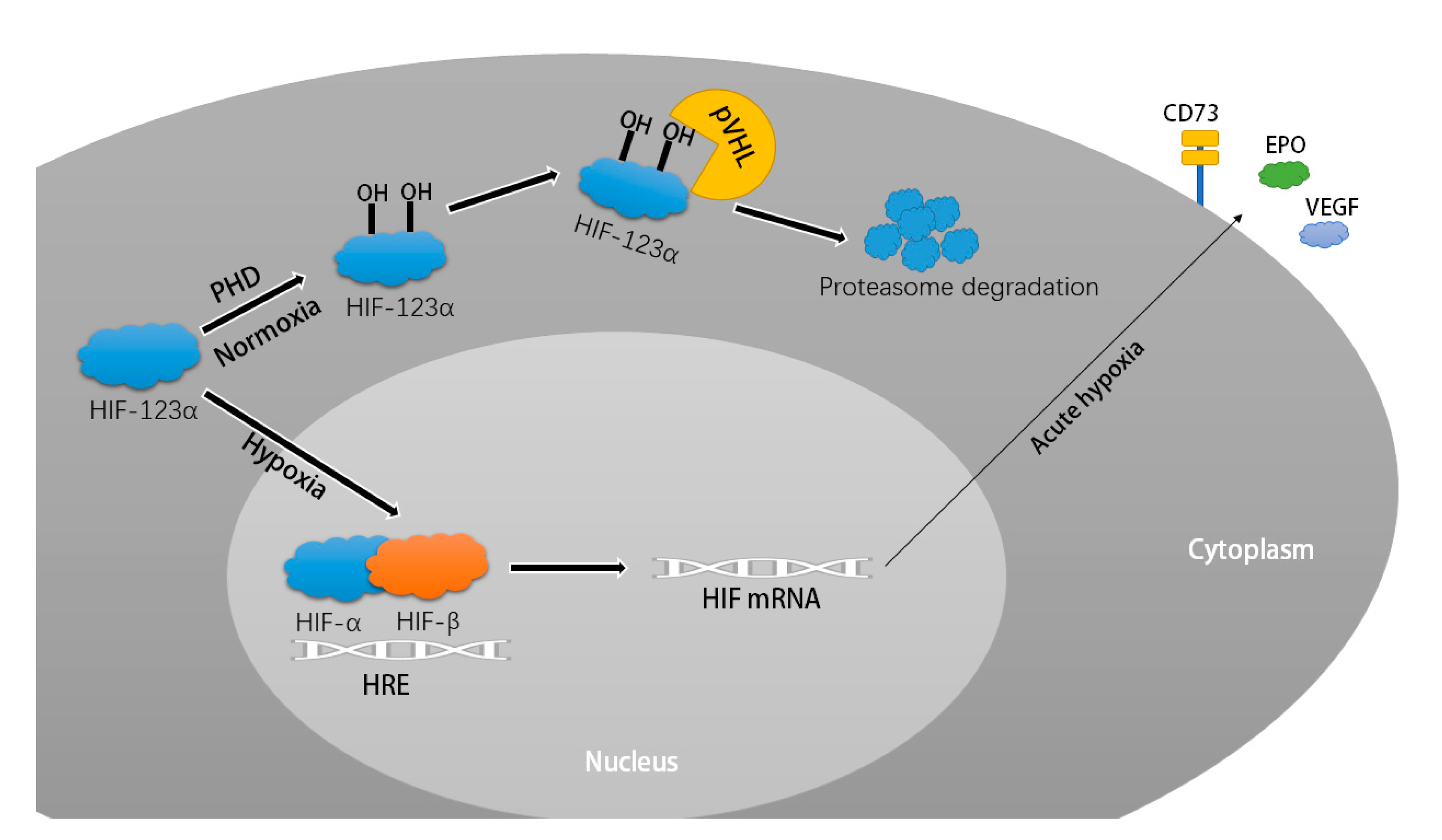 Ijms 24 07339 g008 Ijms 24 07339 g008