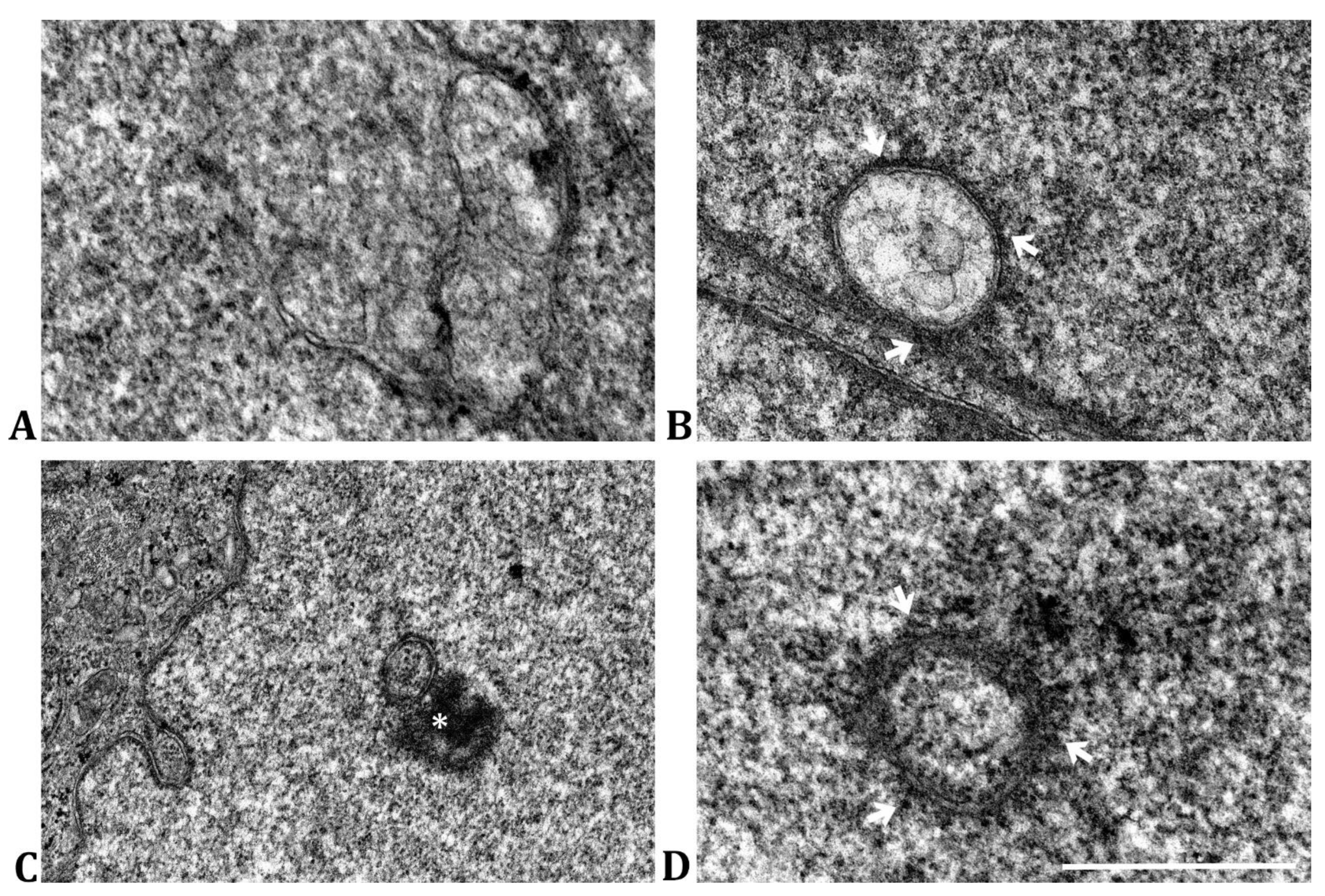 Ijms 24 07347 g003 Ijms 24 07347 g003