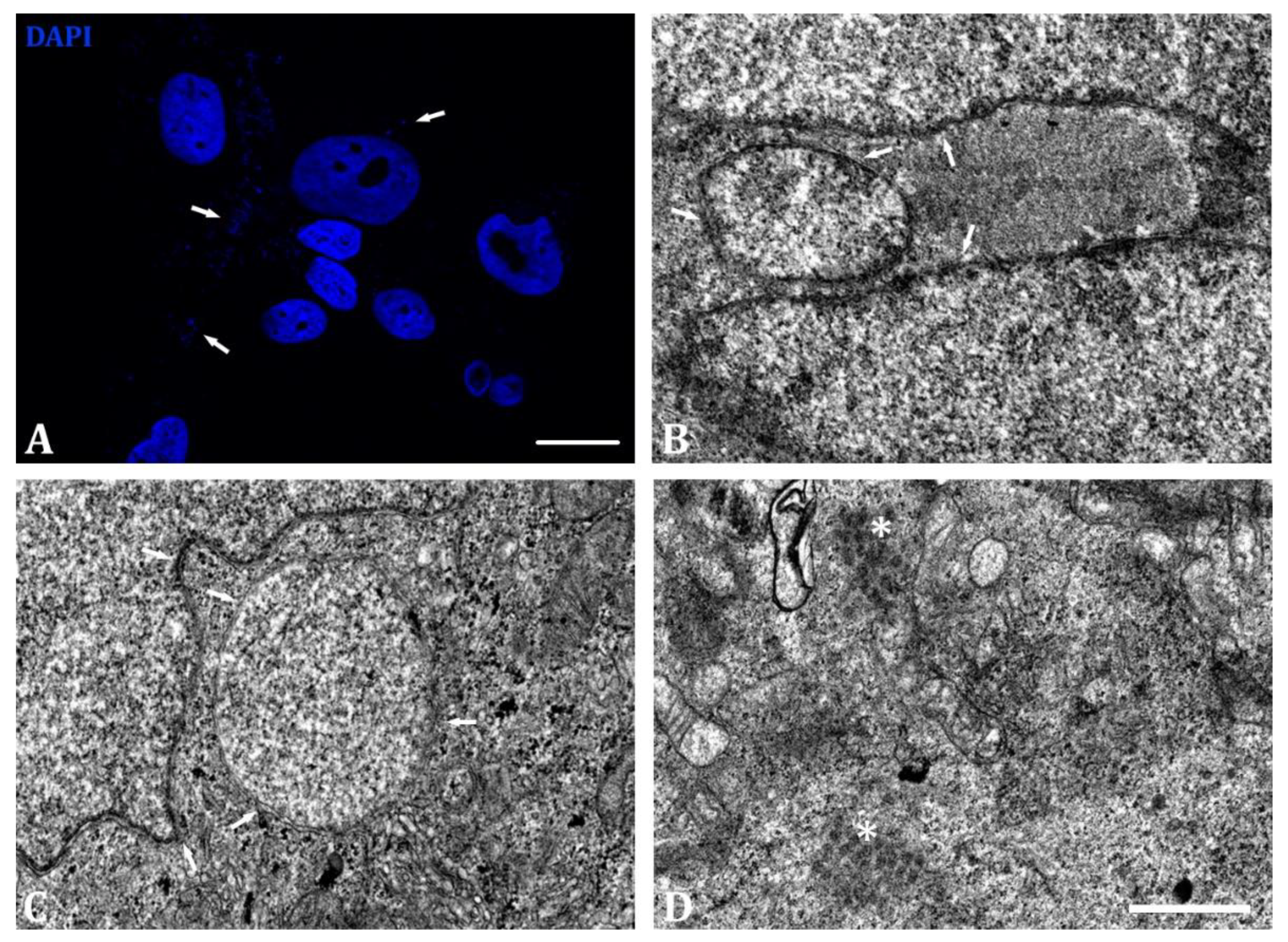 Ijms 24 07347 g004 Ijms 24 07347 g004