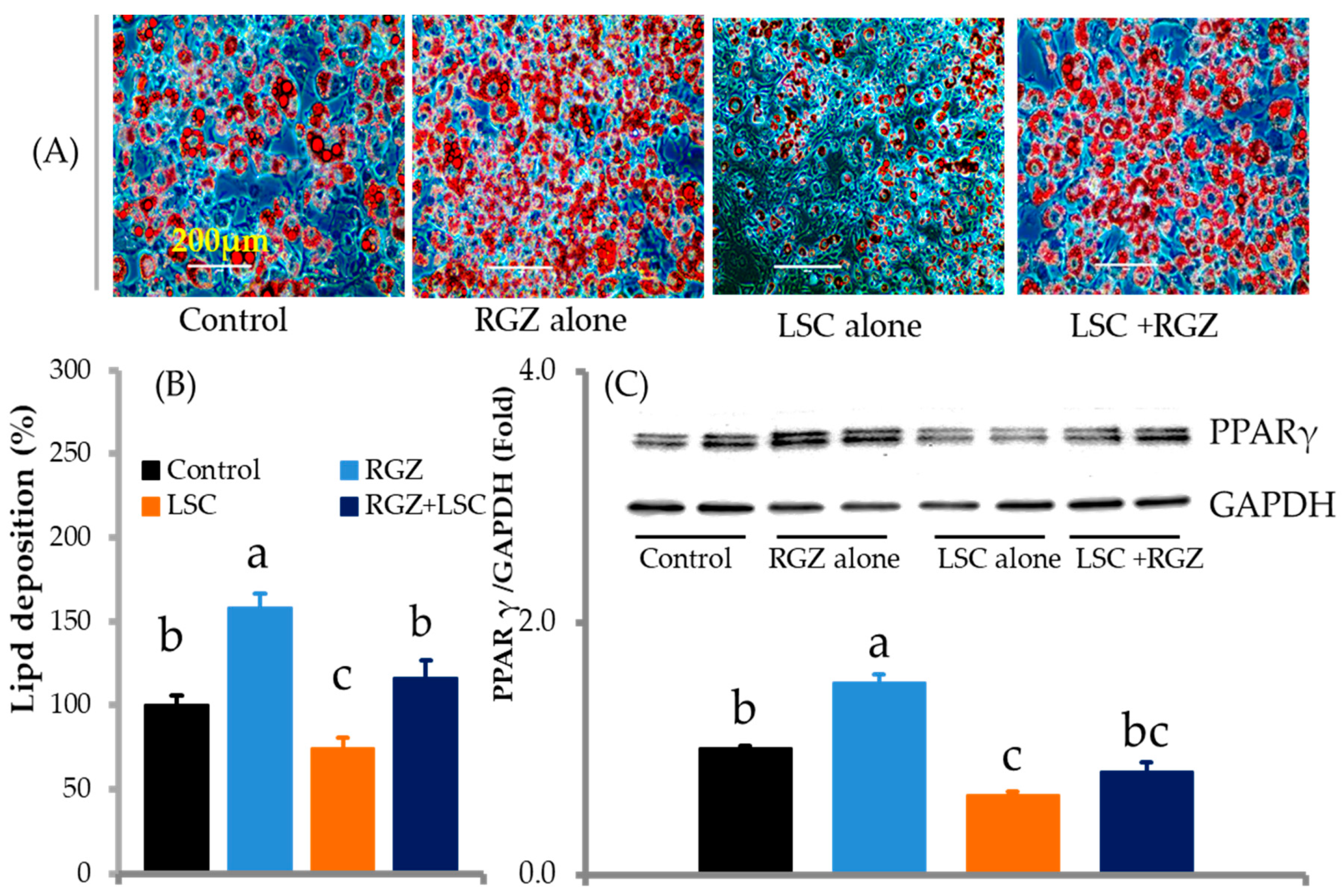 Ijms 24 07367 g004 Ijms 24 07367 g004