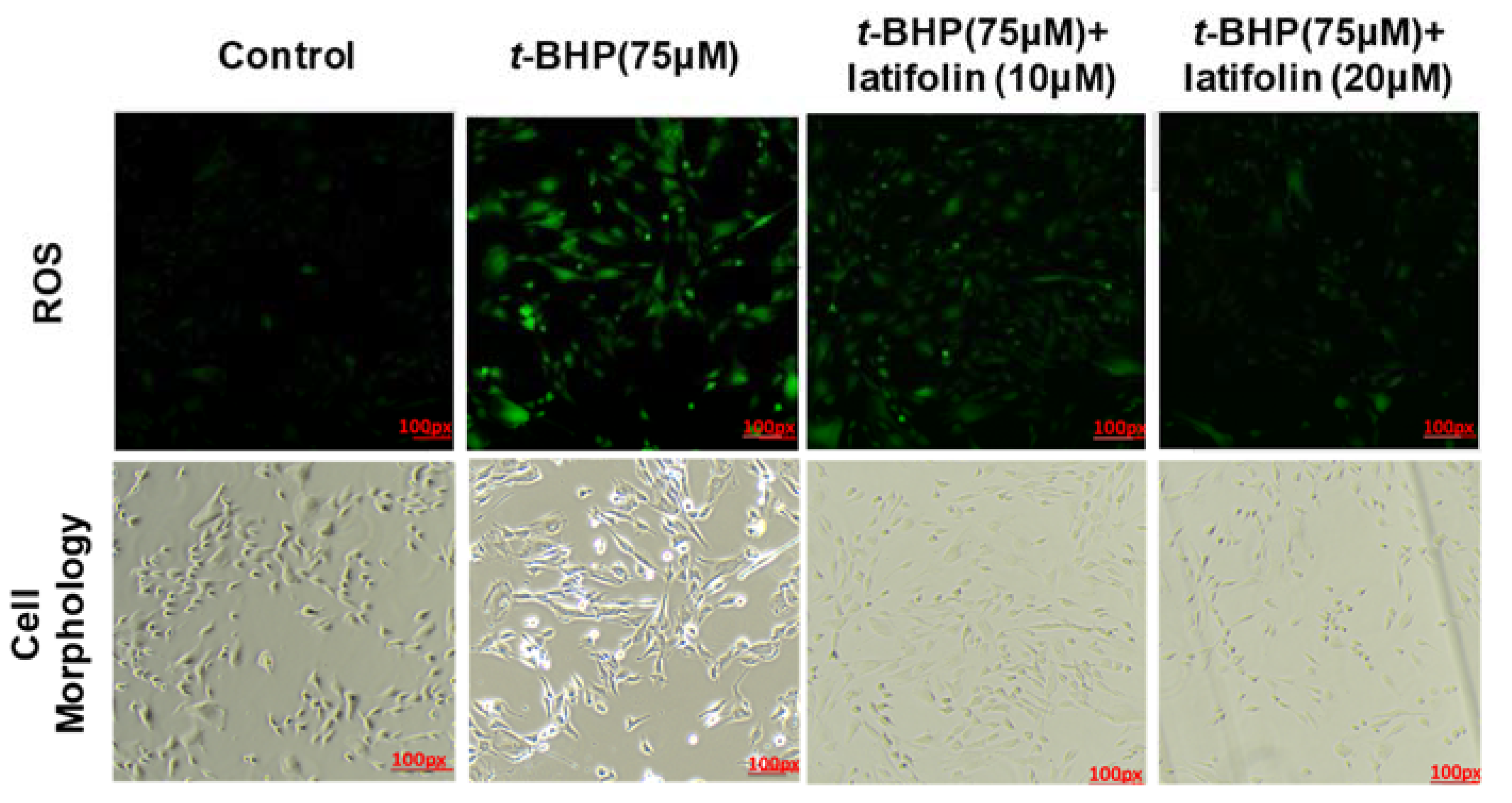 Ijms 24 07371 g006 Ijms 24 07371 g006