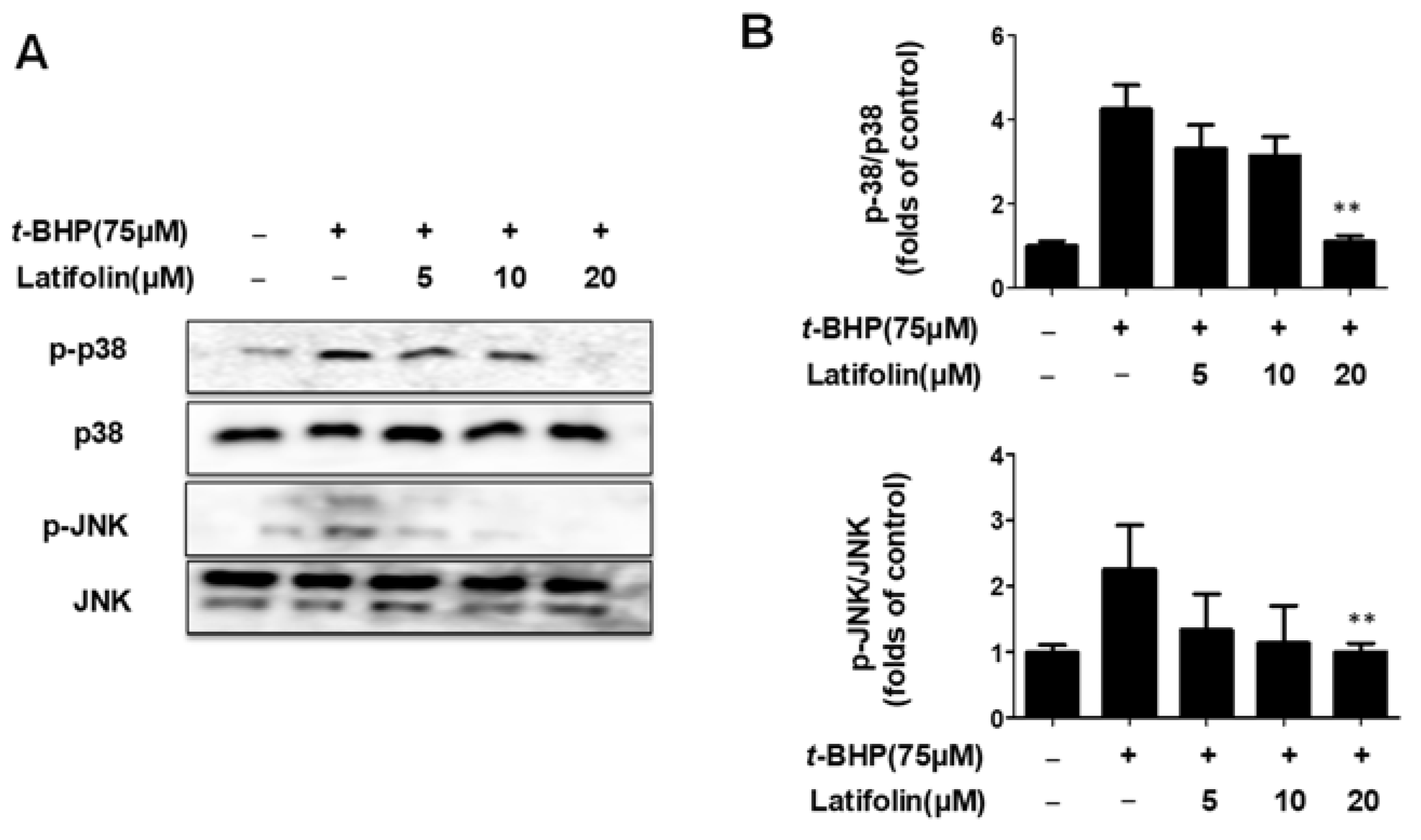 Ijms 24 07371 g007 Ijms 24 07371 g007