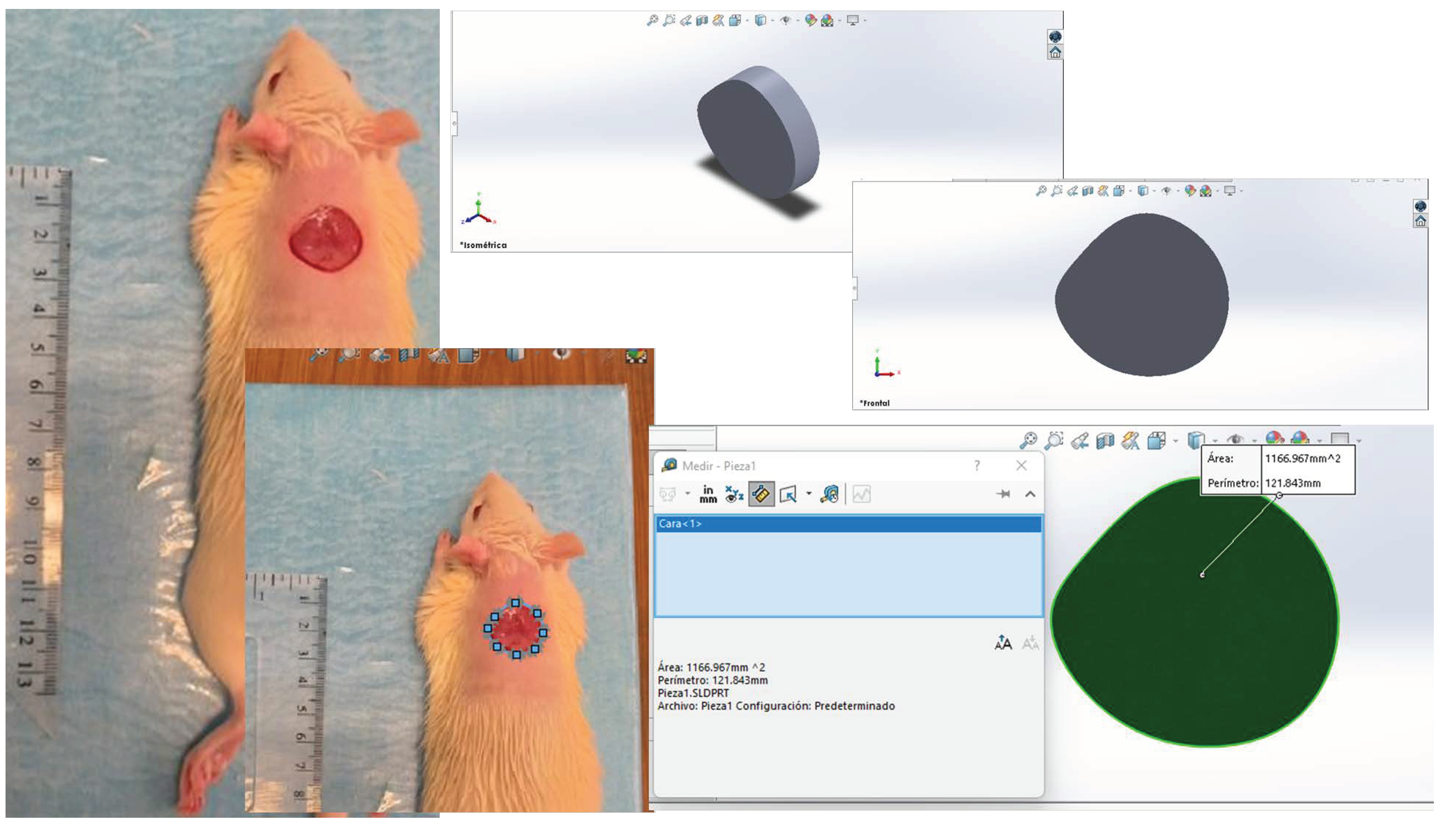 Ijms 24 07377 g007 Ijms 24 07377 g007