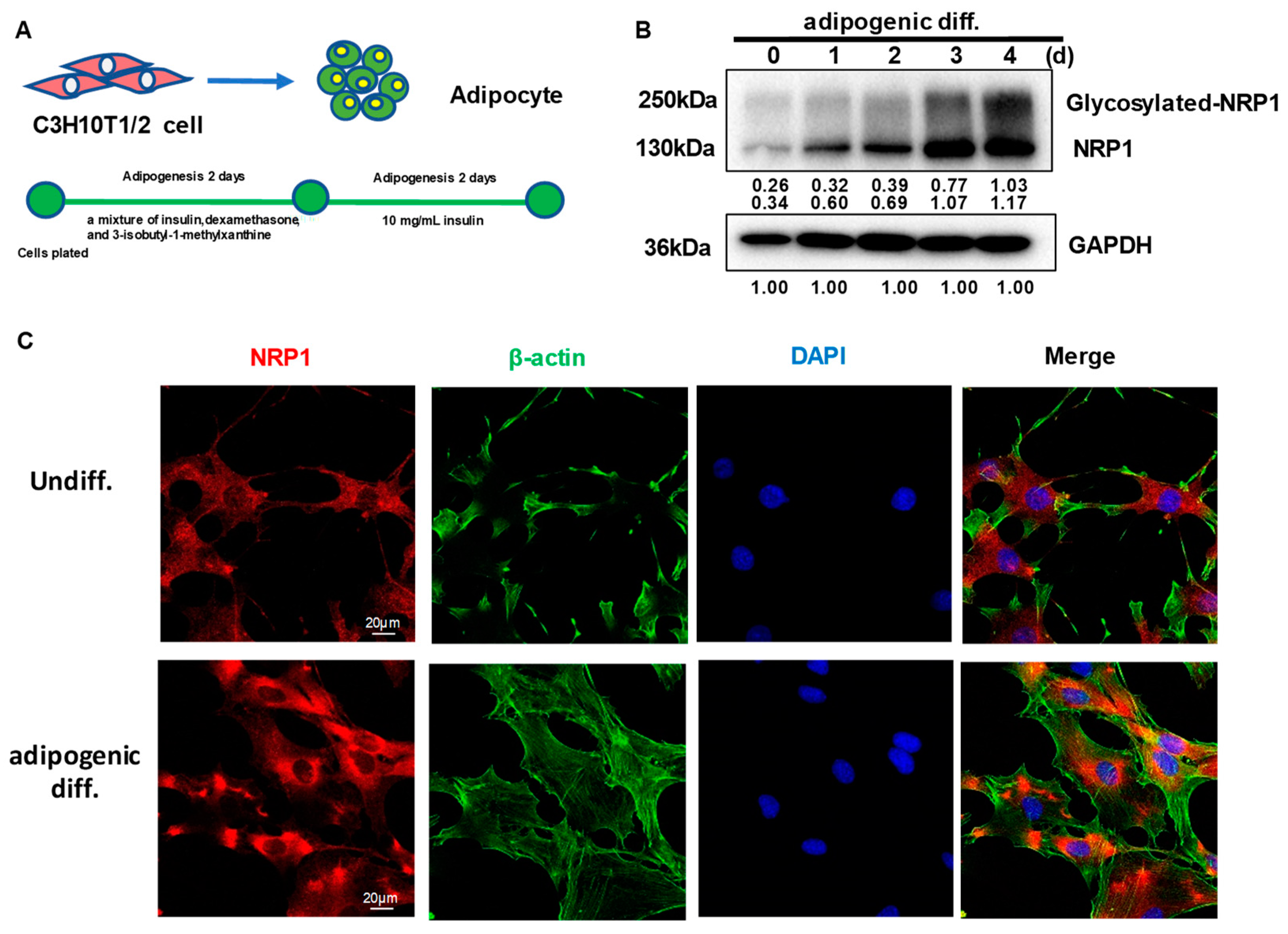 Ijms 24 07394 g001 Ijms 24 07394 g001