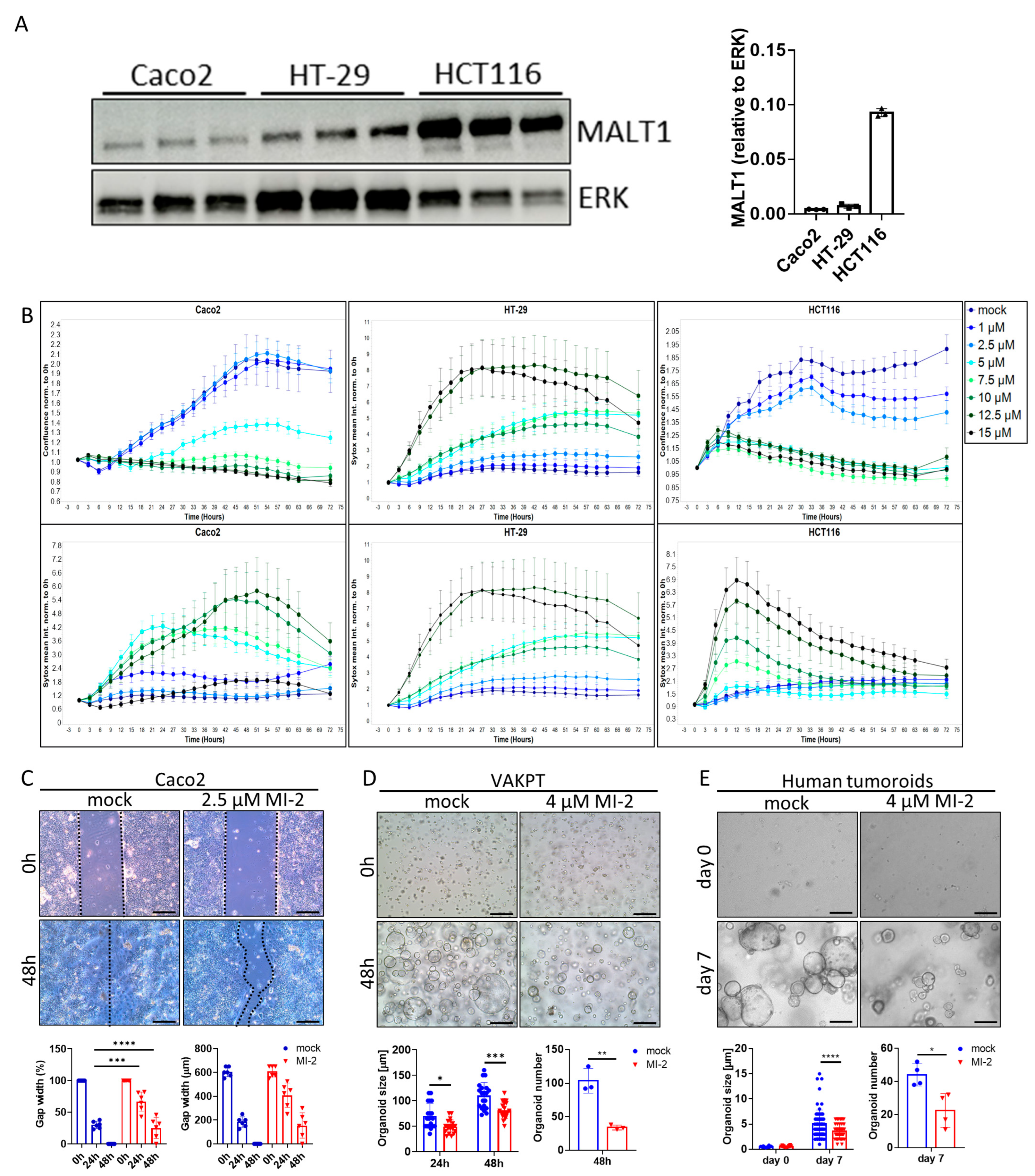 Ijms 24 07402 g003 Ijms 24 07402 g003