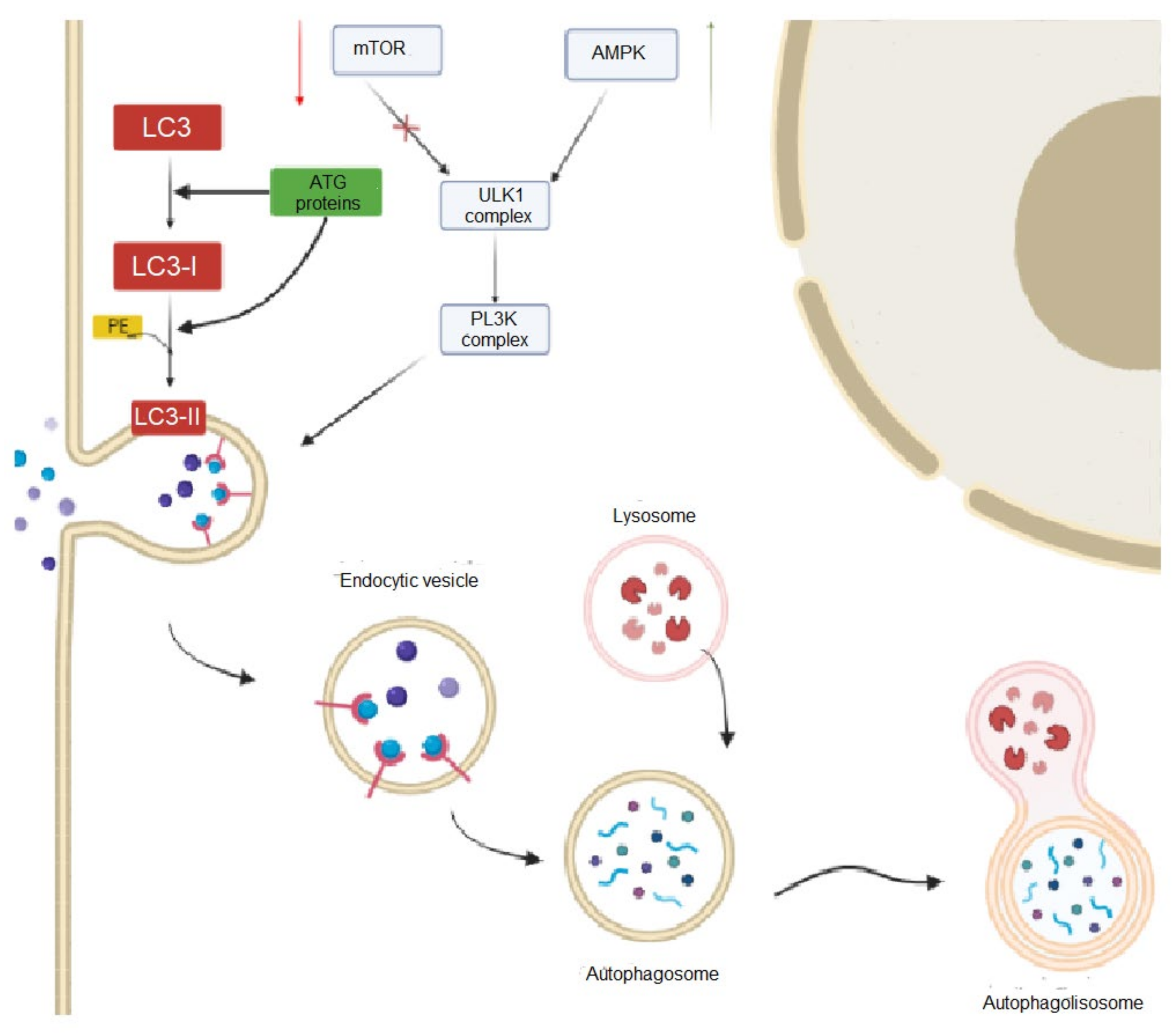 Ijms Free Full Text Autophagy In Spinocerebellar Ataxia Type 3 From Pathogenesis To