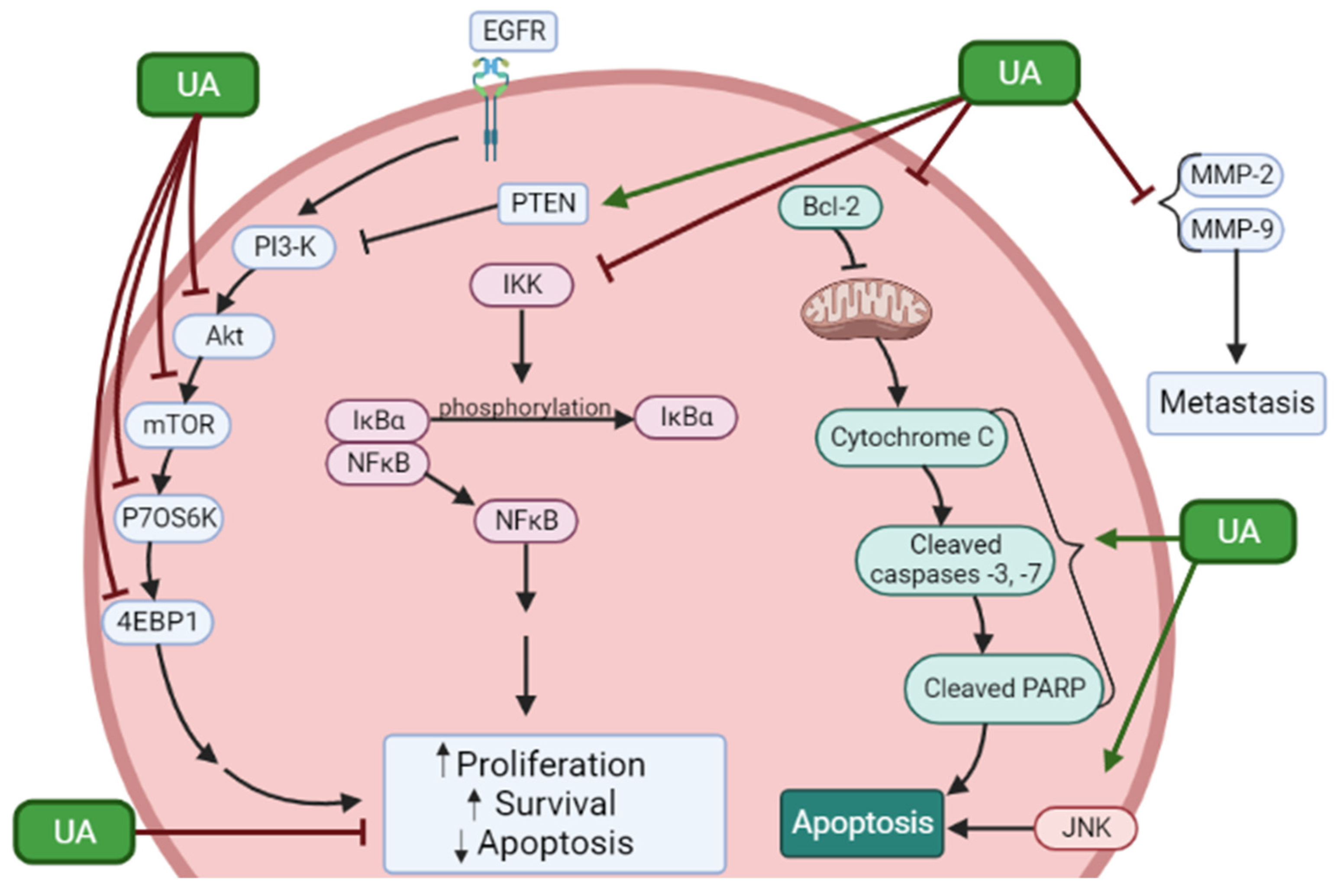 Ijms 24 07414 g002 Ijms 24 07414 g002