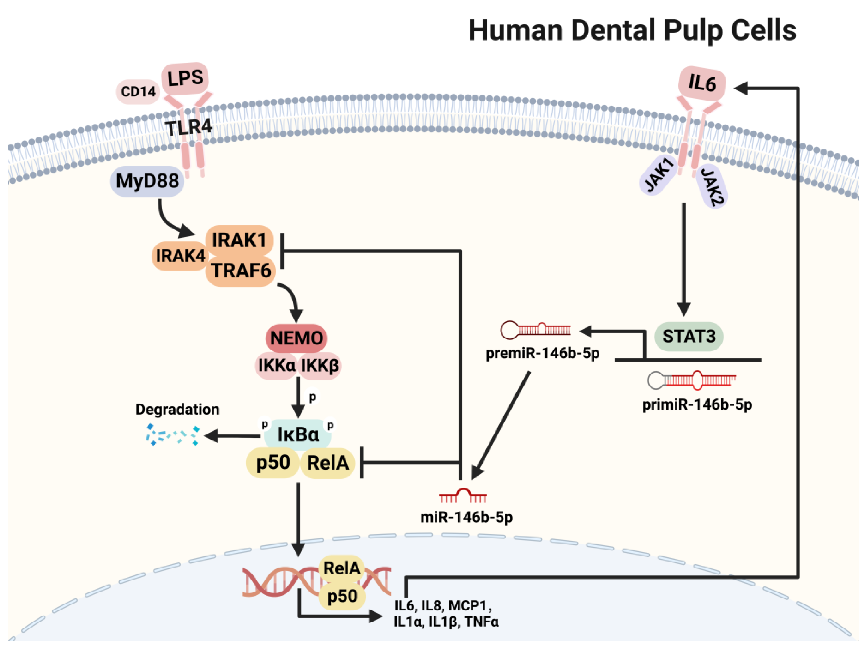 Ijms 24 07433 g007 Ijms 24 07433 g007