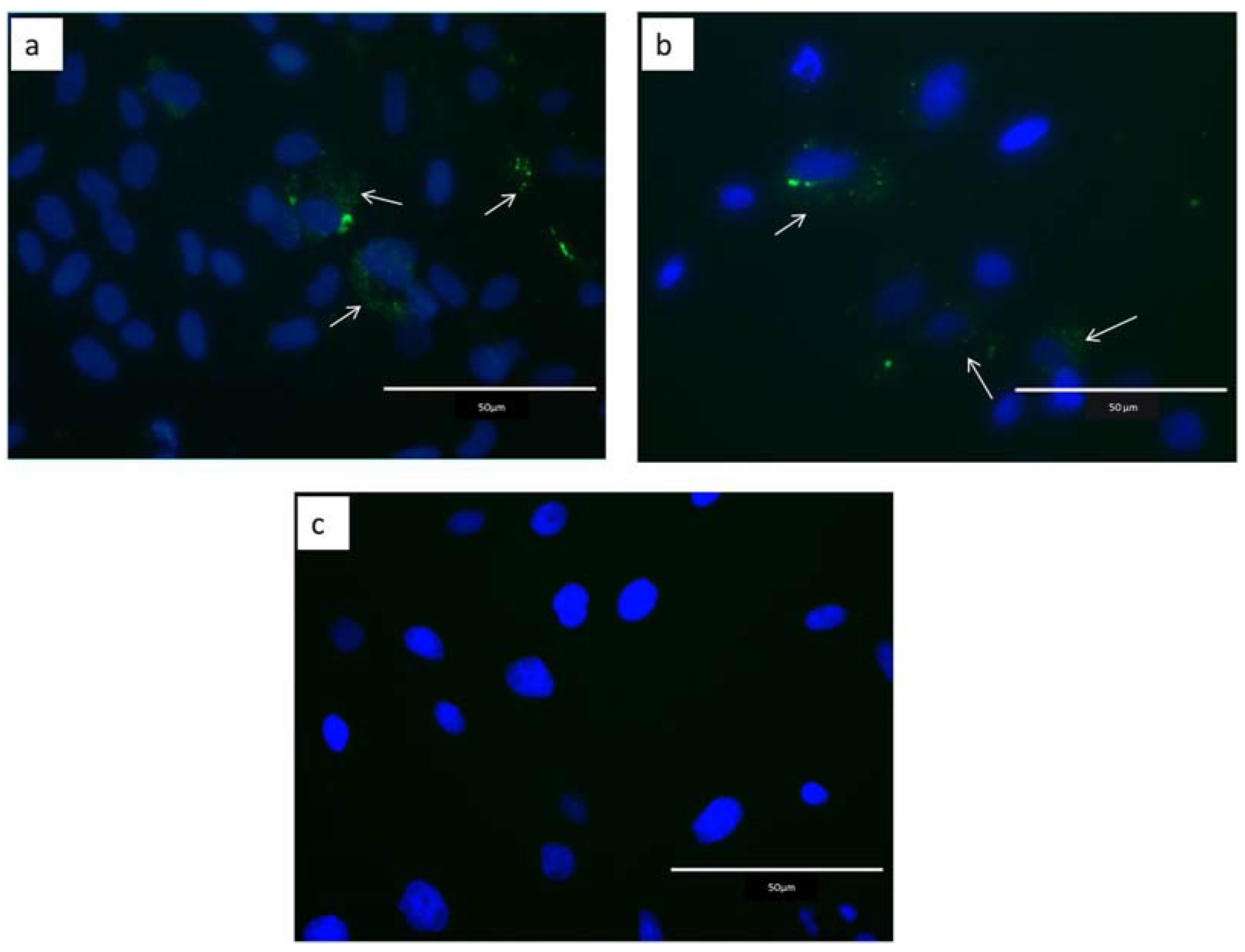 Ijms 24 07438 g003 Ijms 24 07438 g003