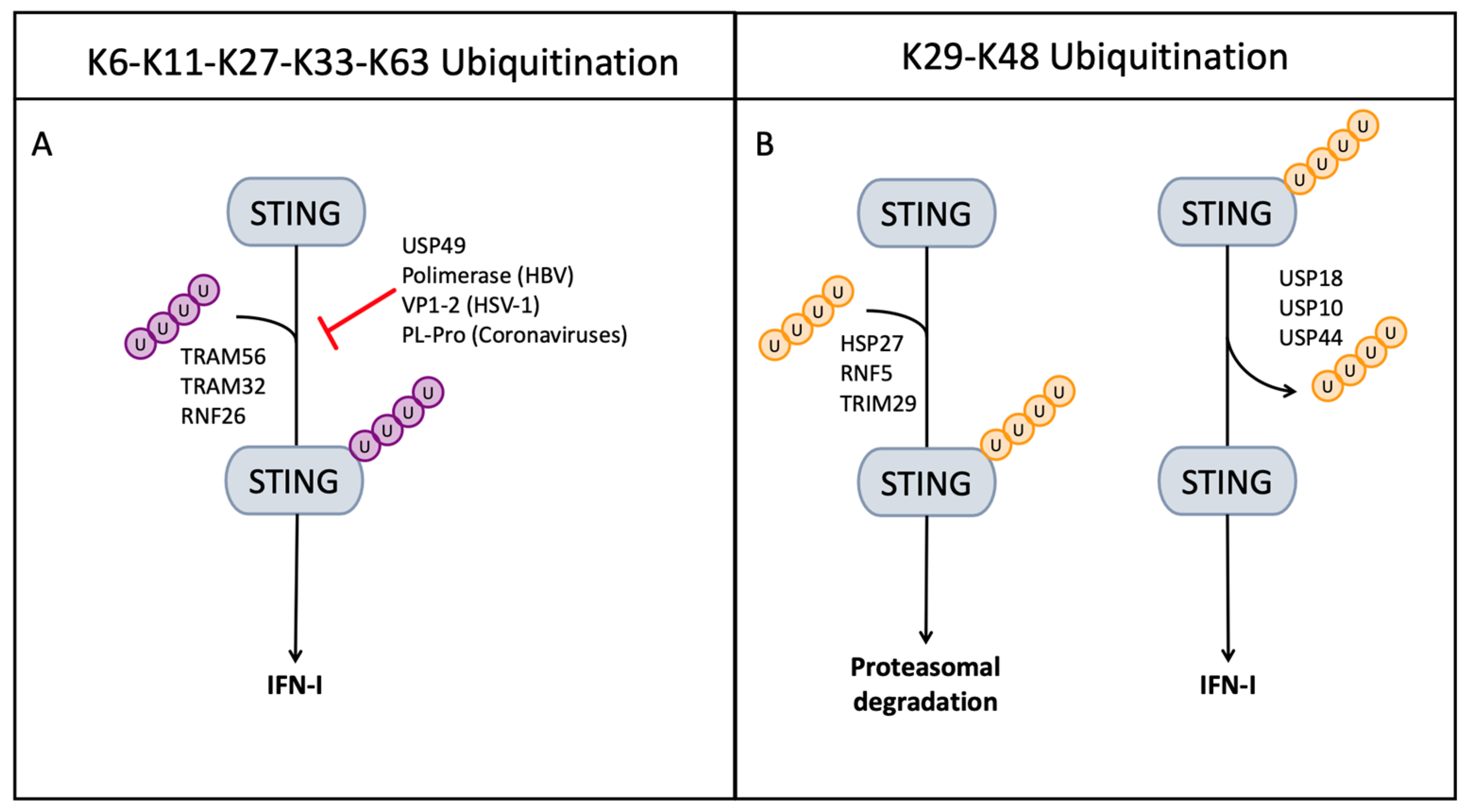 IJMS | Free Full-Text | Unlocking STING As A Therapeutic Antiviral Strategy