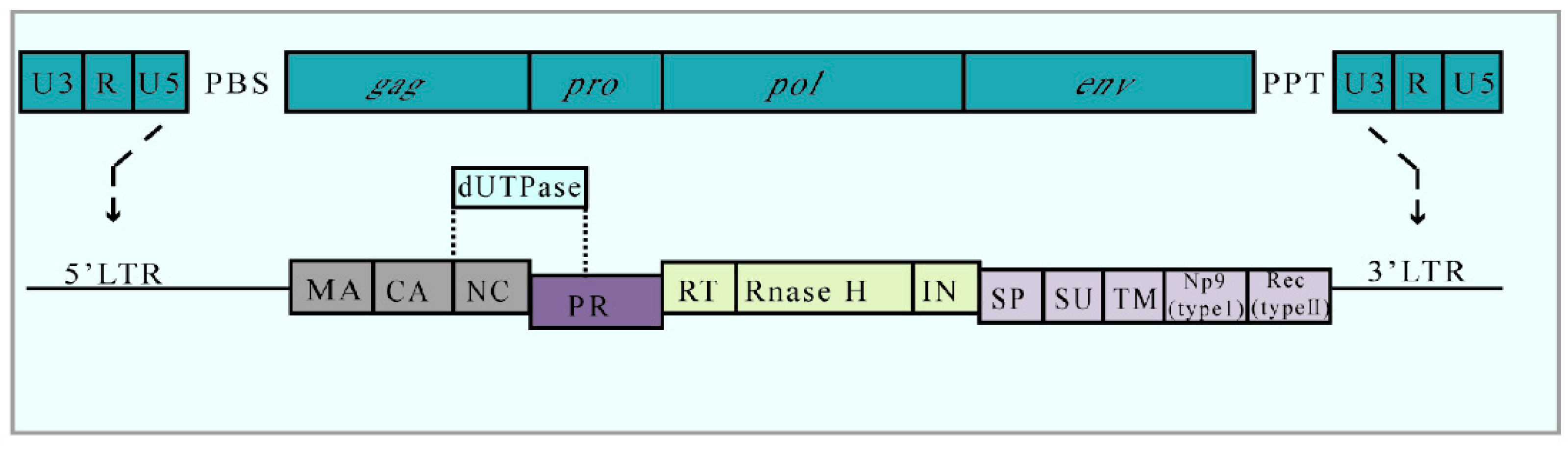 IJMS | Free Full-Text | Human Endogenous Retrovirus, SARS-CoV-2