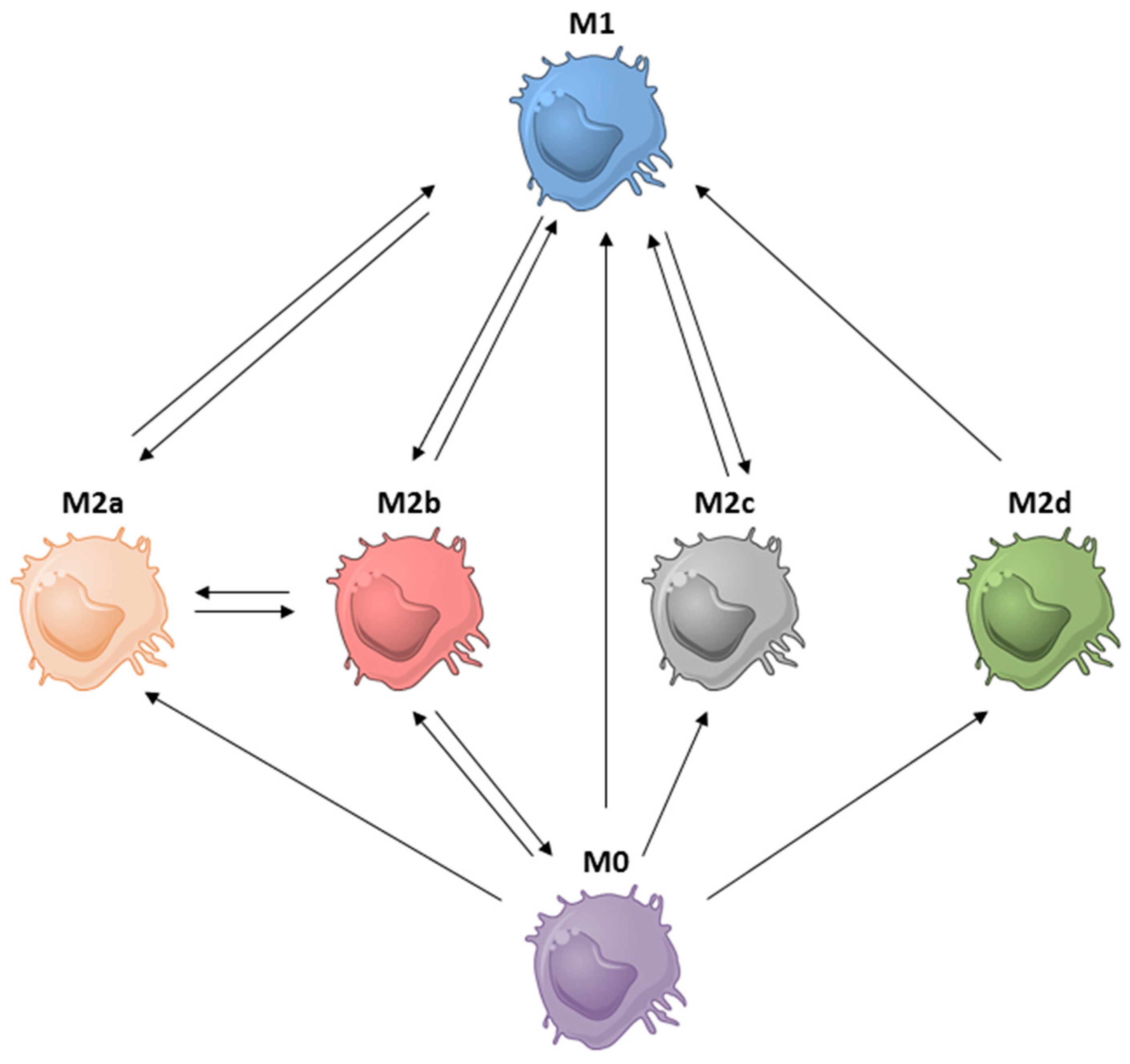 IJMS | Free Full-Text | Tumor-Associated Macrophage Subsets