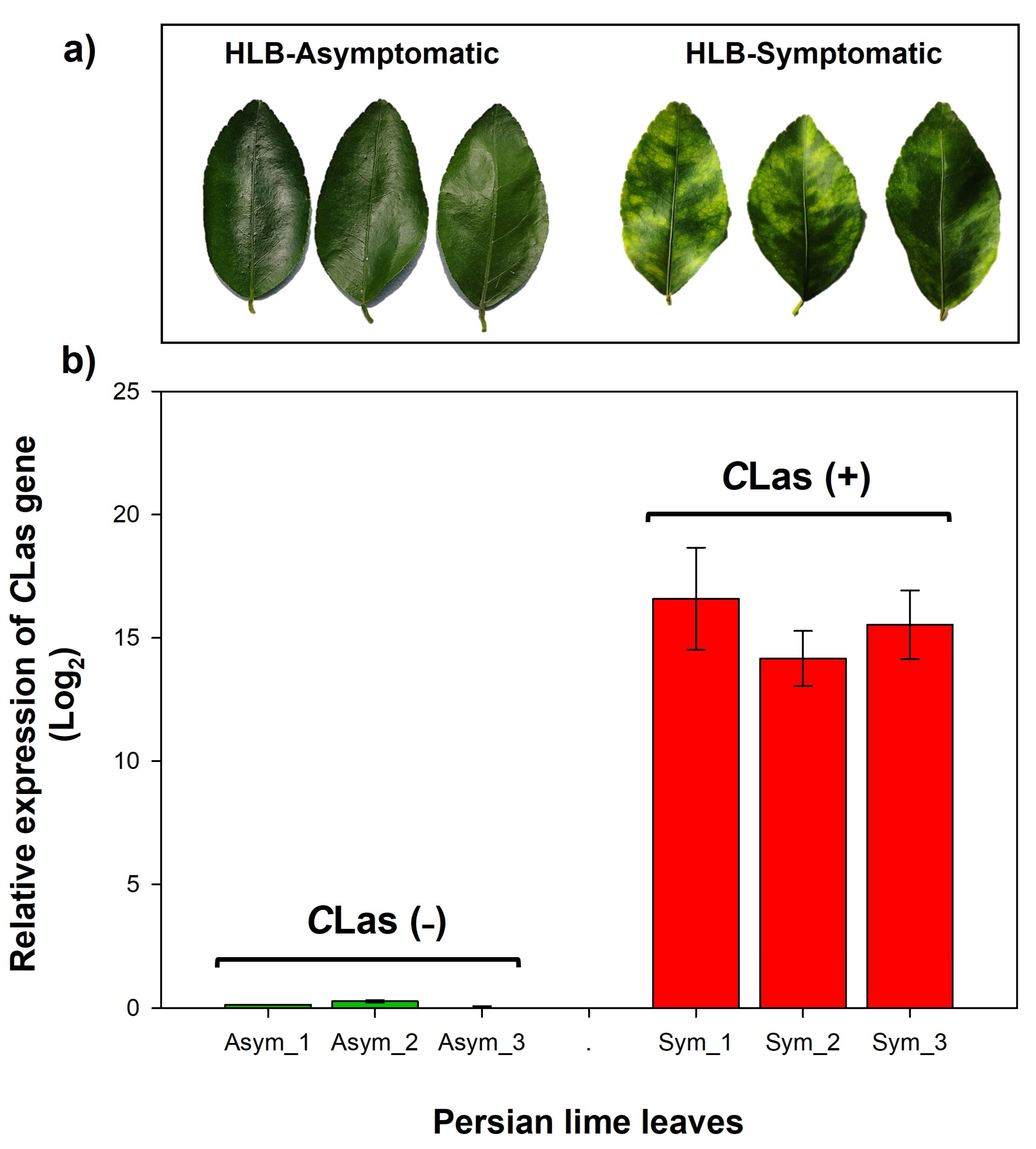 IJMS | Free Full-Text | Insights into the Molecular Basis of