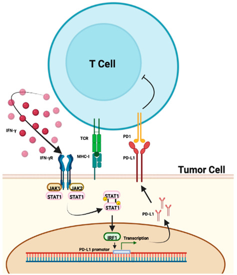 IJMS | Free Full-Text | Prognostic and Predictive Biomarkers in the Era ...