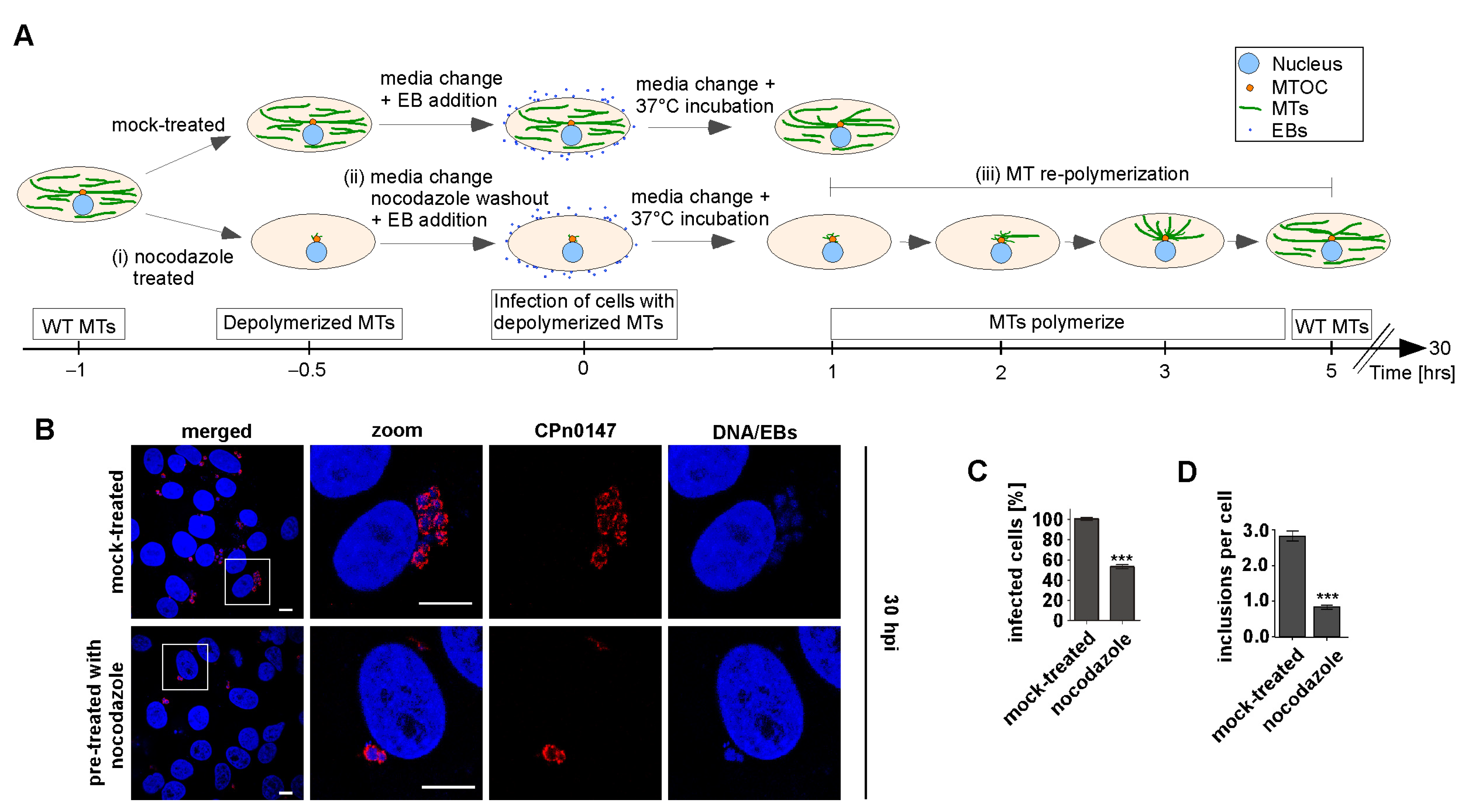 Ijms 24 07618 g001 Ijms 24 07618 g001