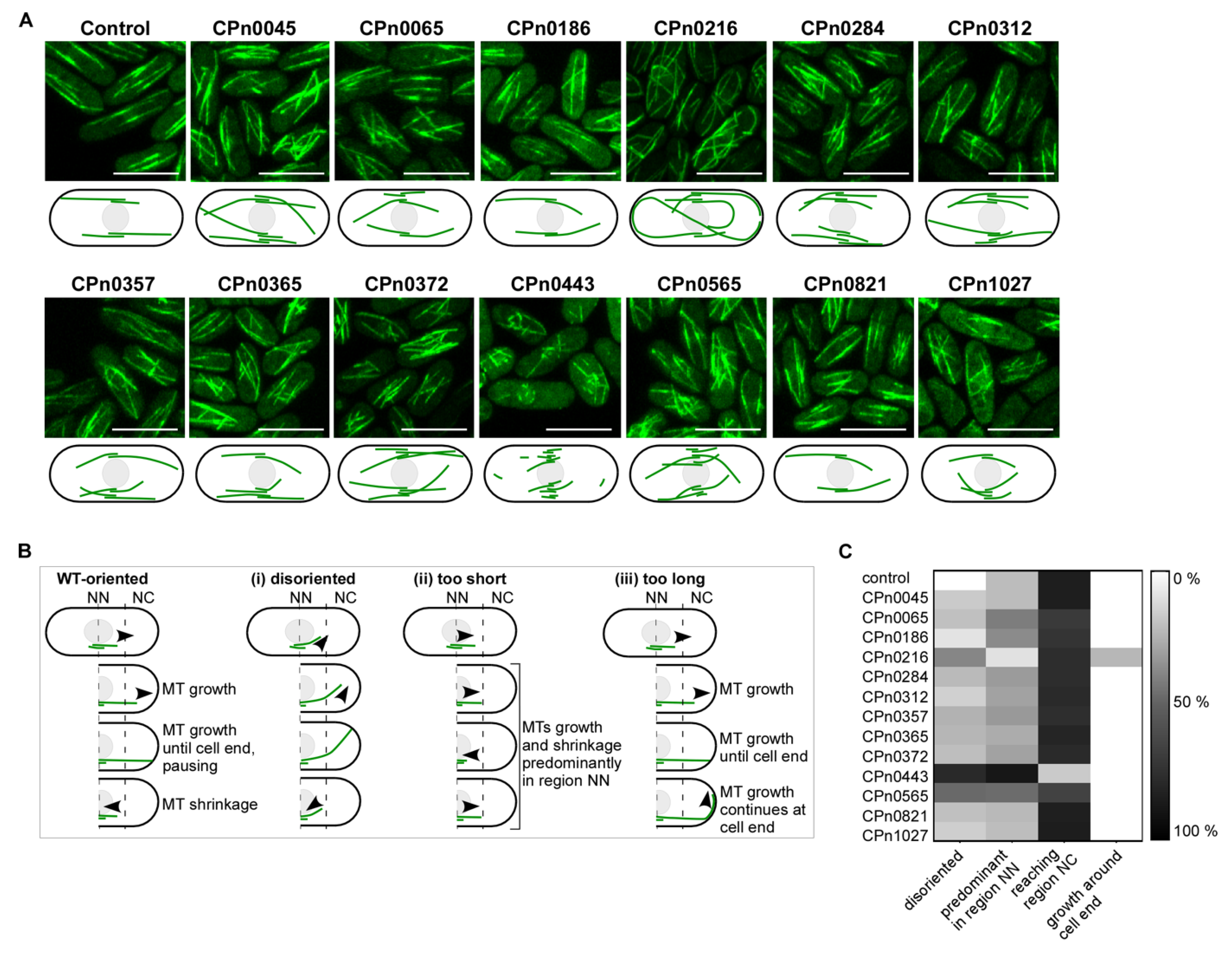 Ijms 24 07618 g004 Ijms 24 07618 g004