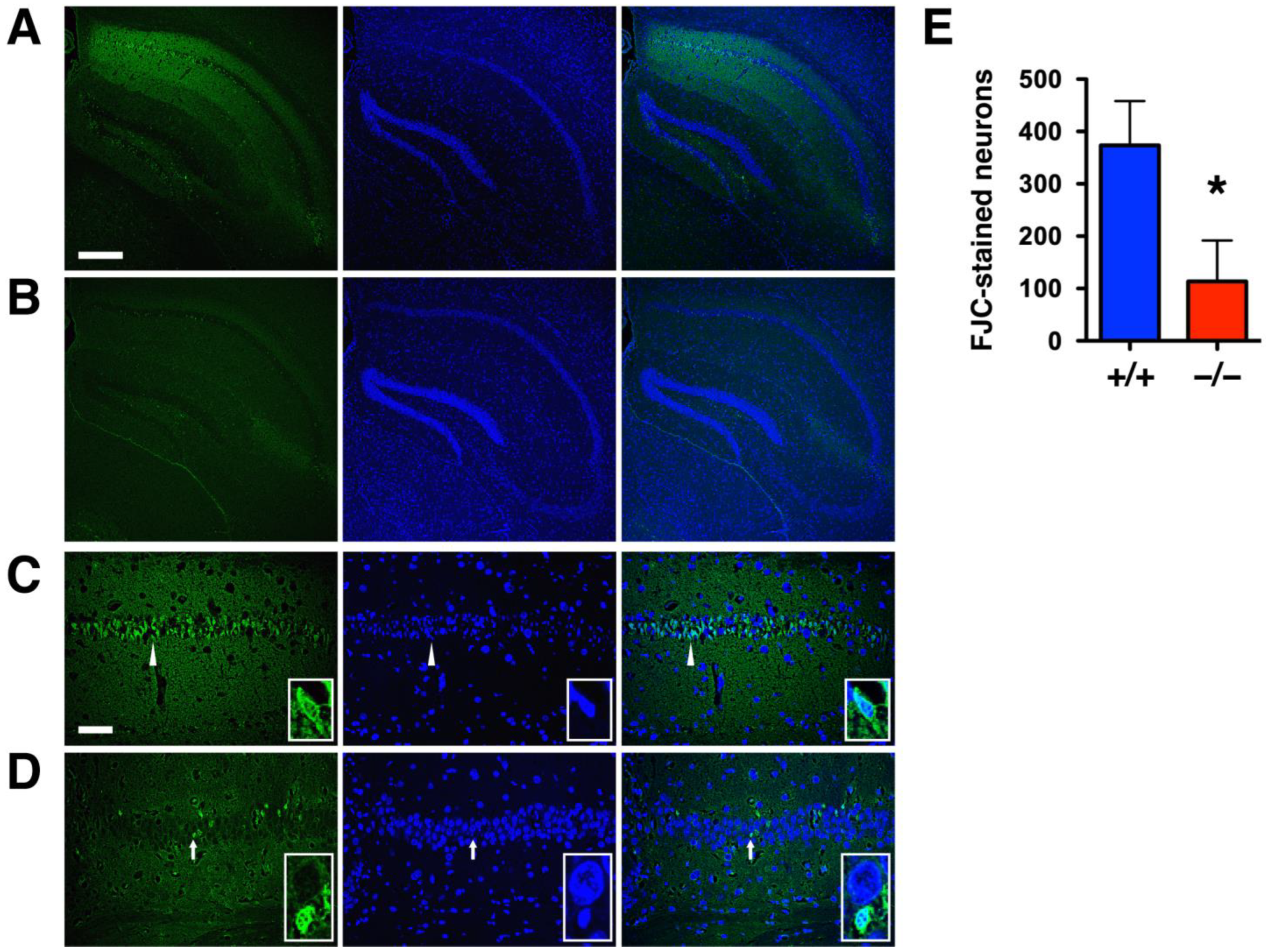 Ijms 24 07690 g005 Ijms 24 07690 g005