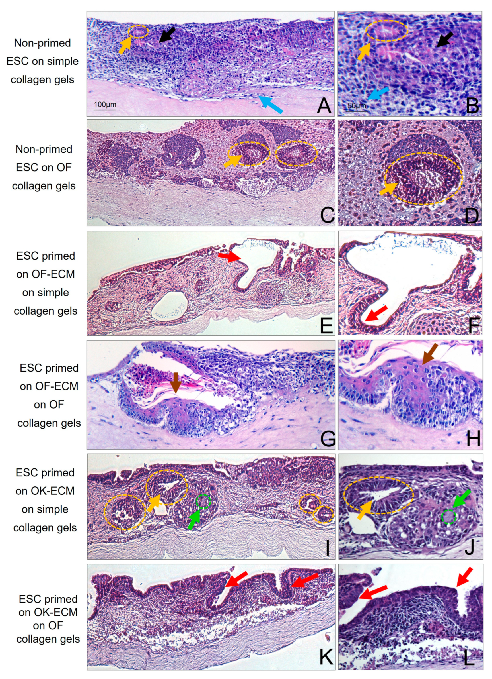 Ijms 24 07694 g003 Ijms 24 07694 g003