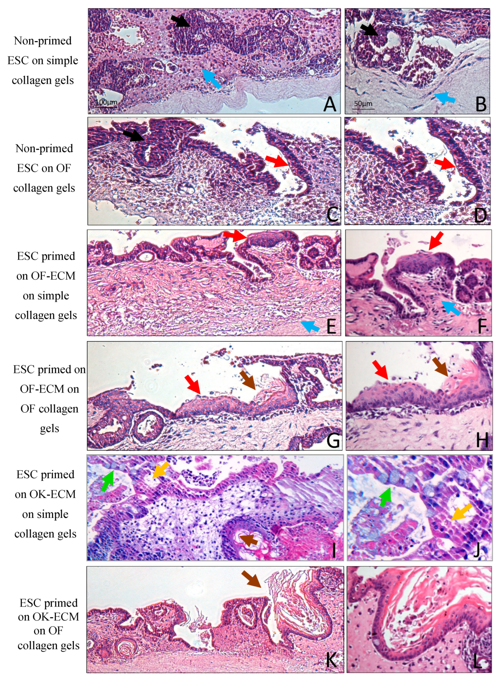 Ijms 24 07694 g004 Ijms 24 07694 g004