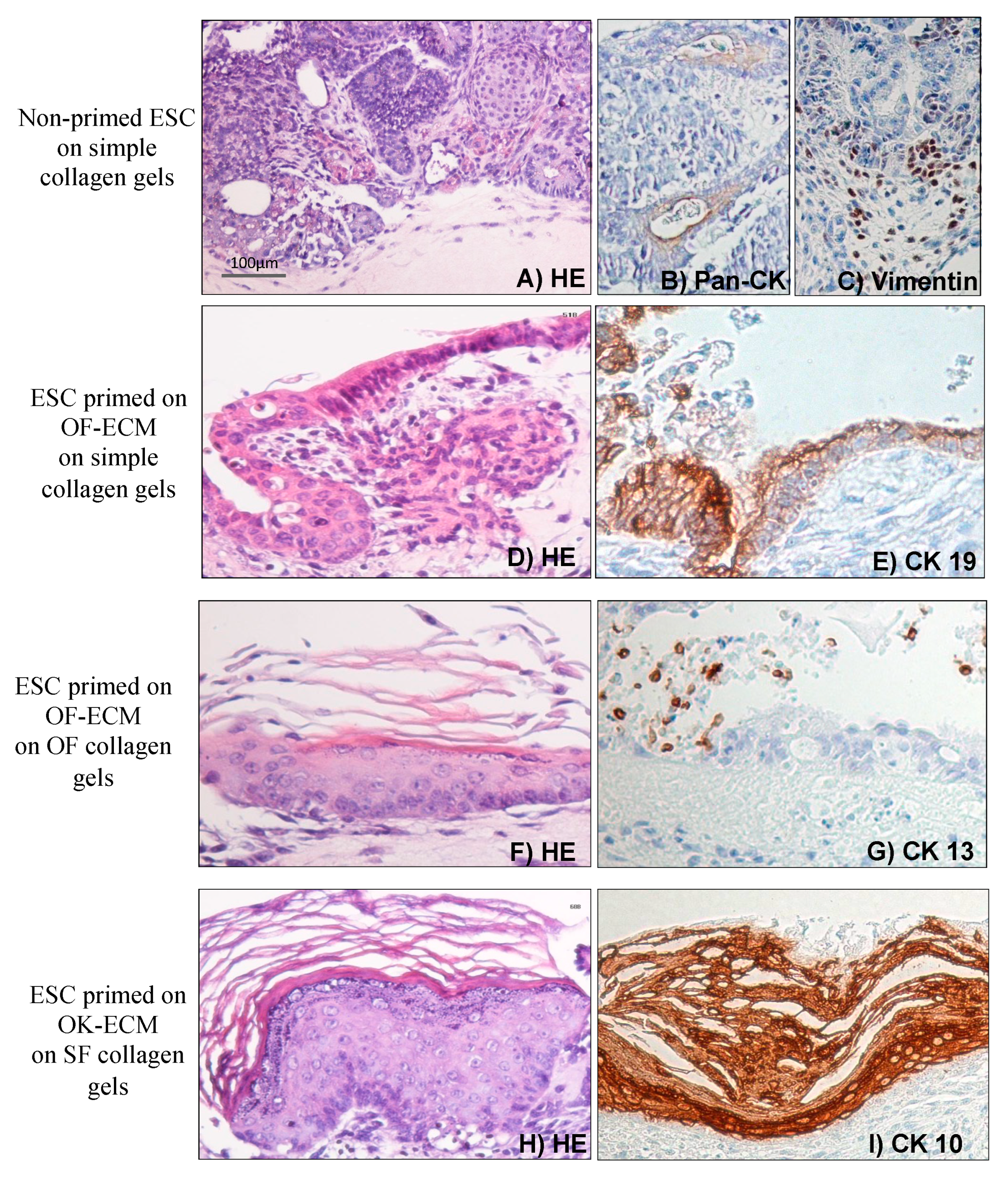 Ijms 24 07694 g005 Ijms 24 07694 g005