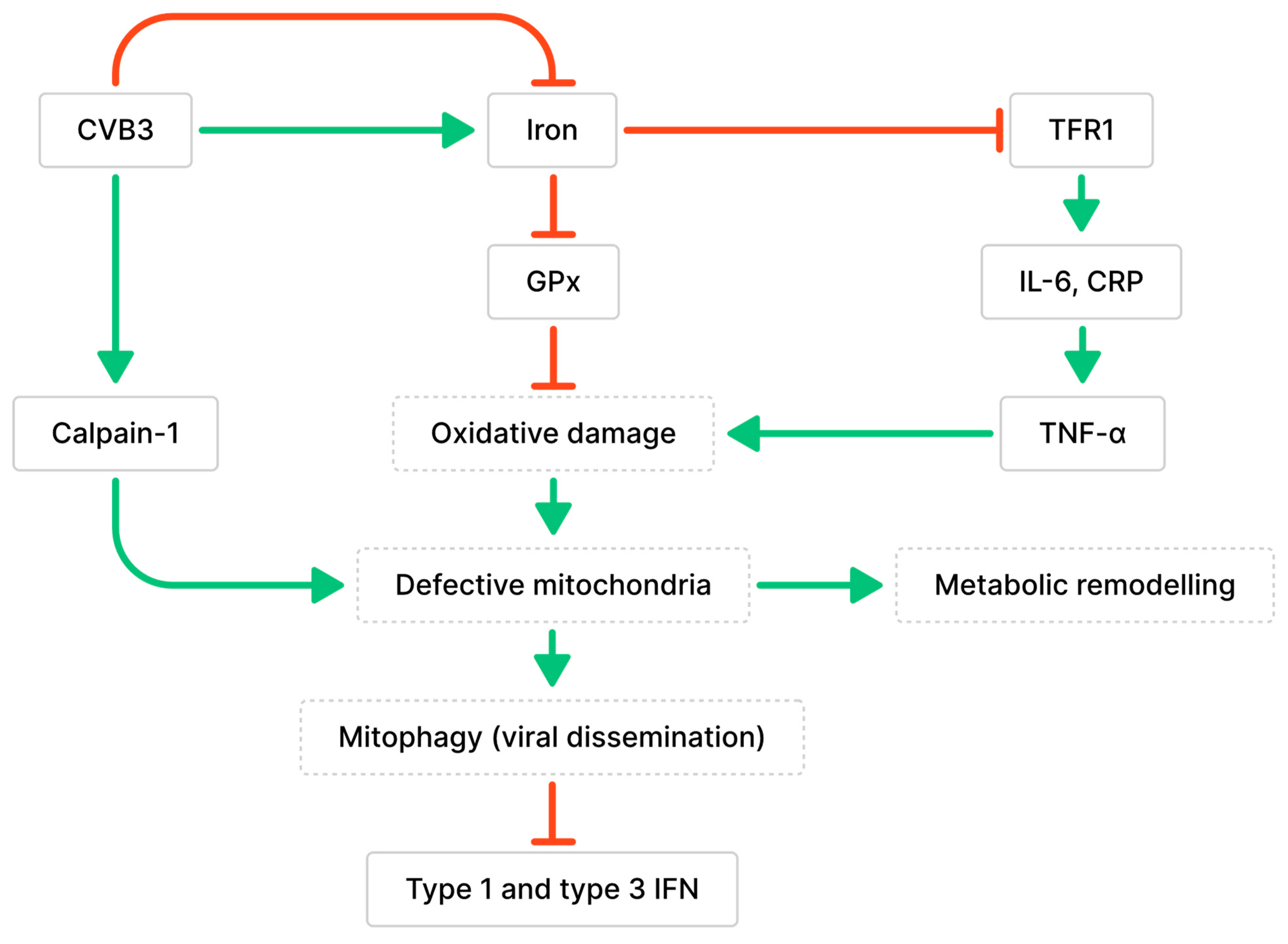 Critical Role for Monocyte Chemoattractant Protein-1 and Macrophage  Inflammatory Protein-1α in Induction of Experimental Autoimmune Myocarditis  and Effective Anti–Monocyte Chemoattractant Protein-1 Gene Therapy