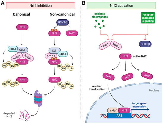IJMS | Free Full-Text | The Contribution of the Nrf2/ARE System to 