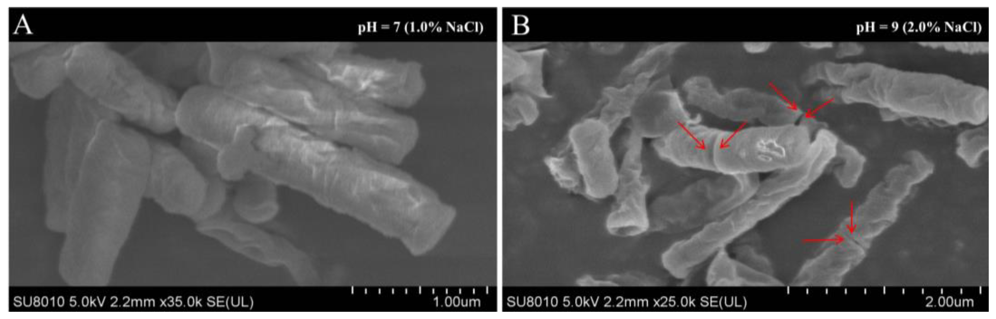 Ijms 24 07737 g006 Ijms 24 07737 g006