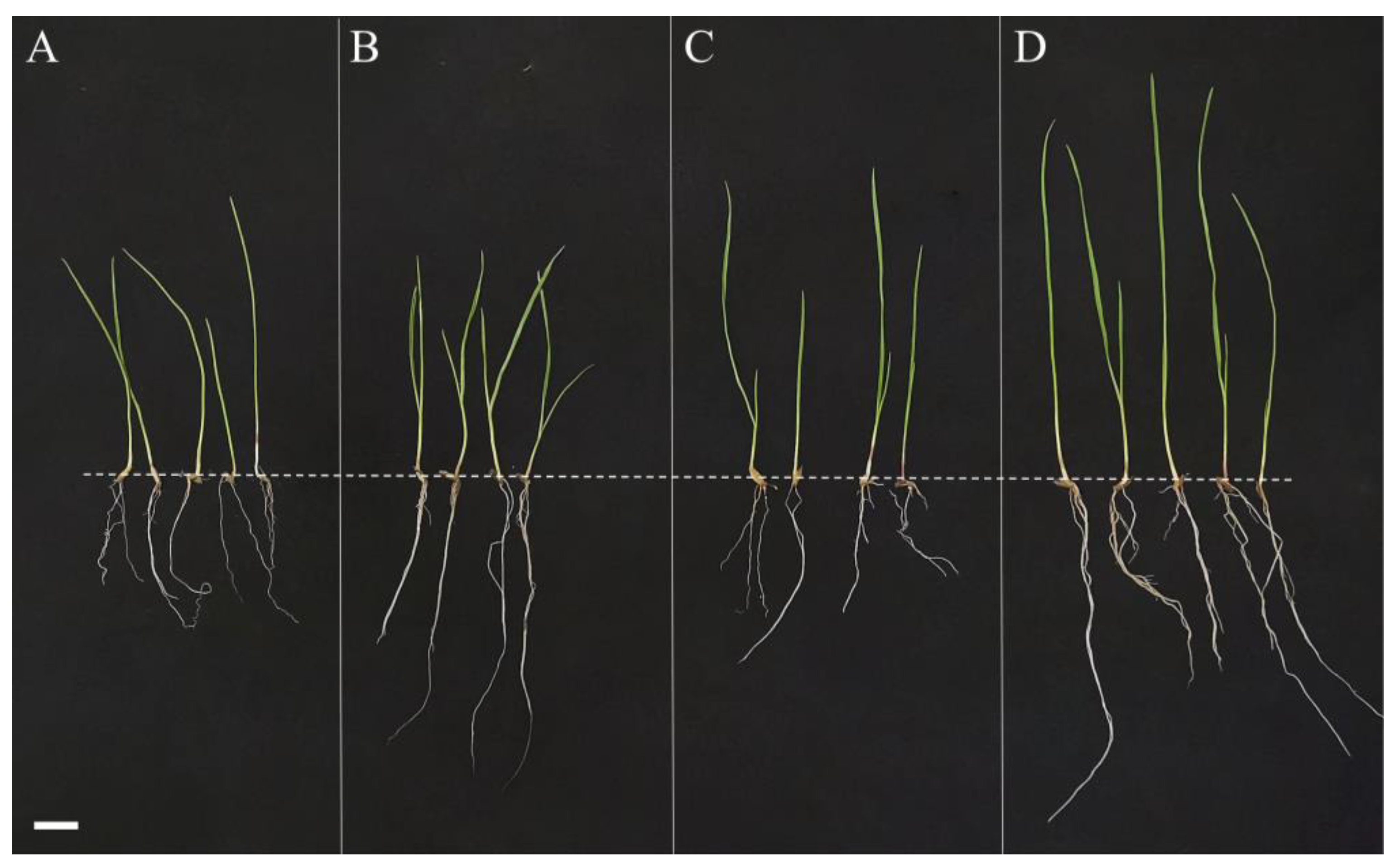 Ijms 24 07737 g008 Ijms 24 07737 g008