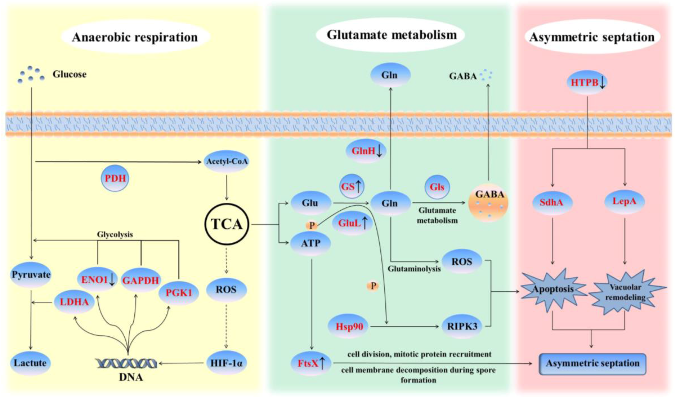 Ijms 24 07737 g016 Ijms 24 07737 g016