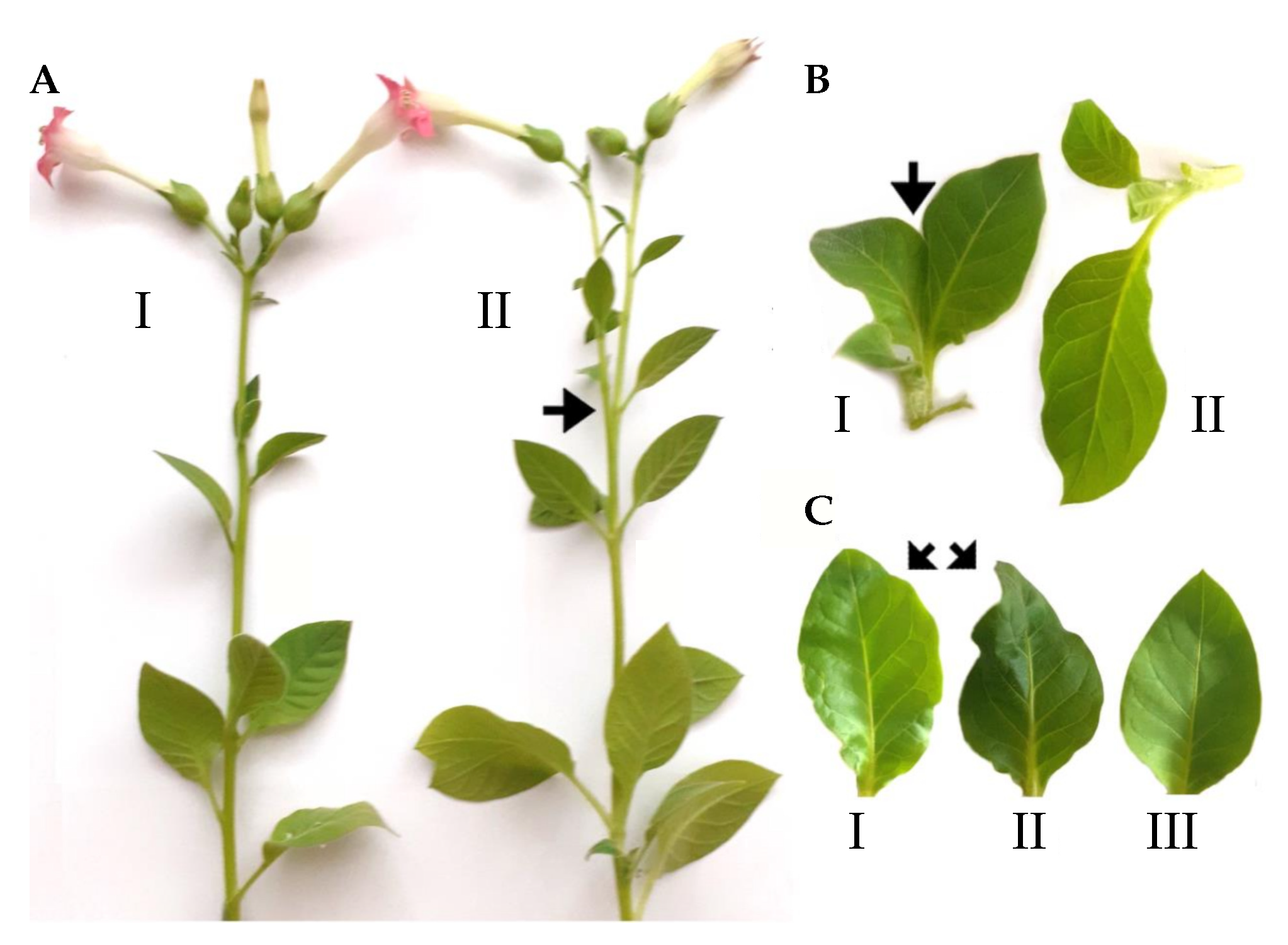 Ijms 24 07790 g002 Ijms 24 07790 g002