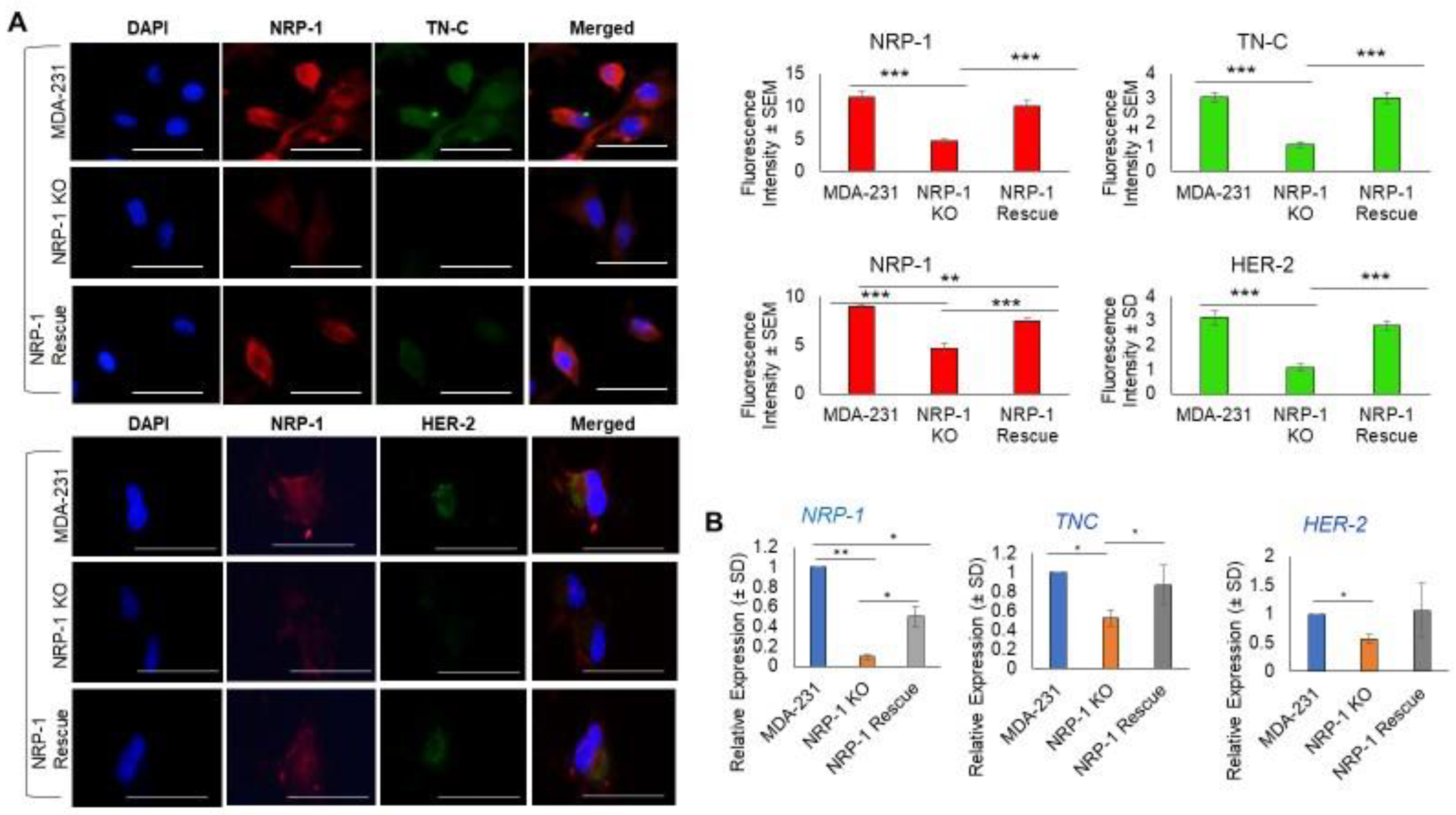 Ijms 24 07792 g002 Ijms 24 07792 g002