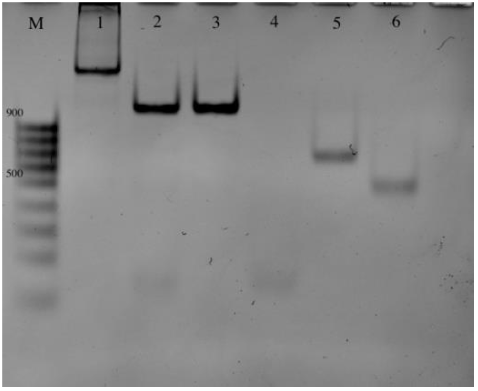 Ijms 24 07812 g002 Ijms 24 07812 g002