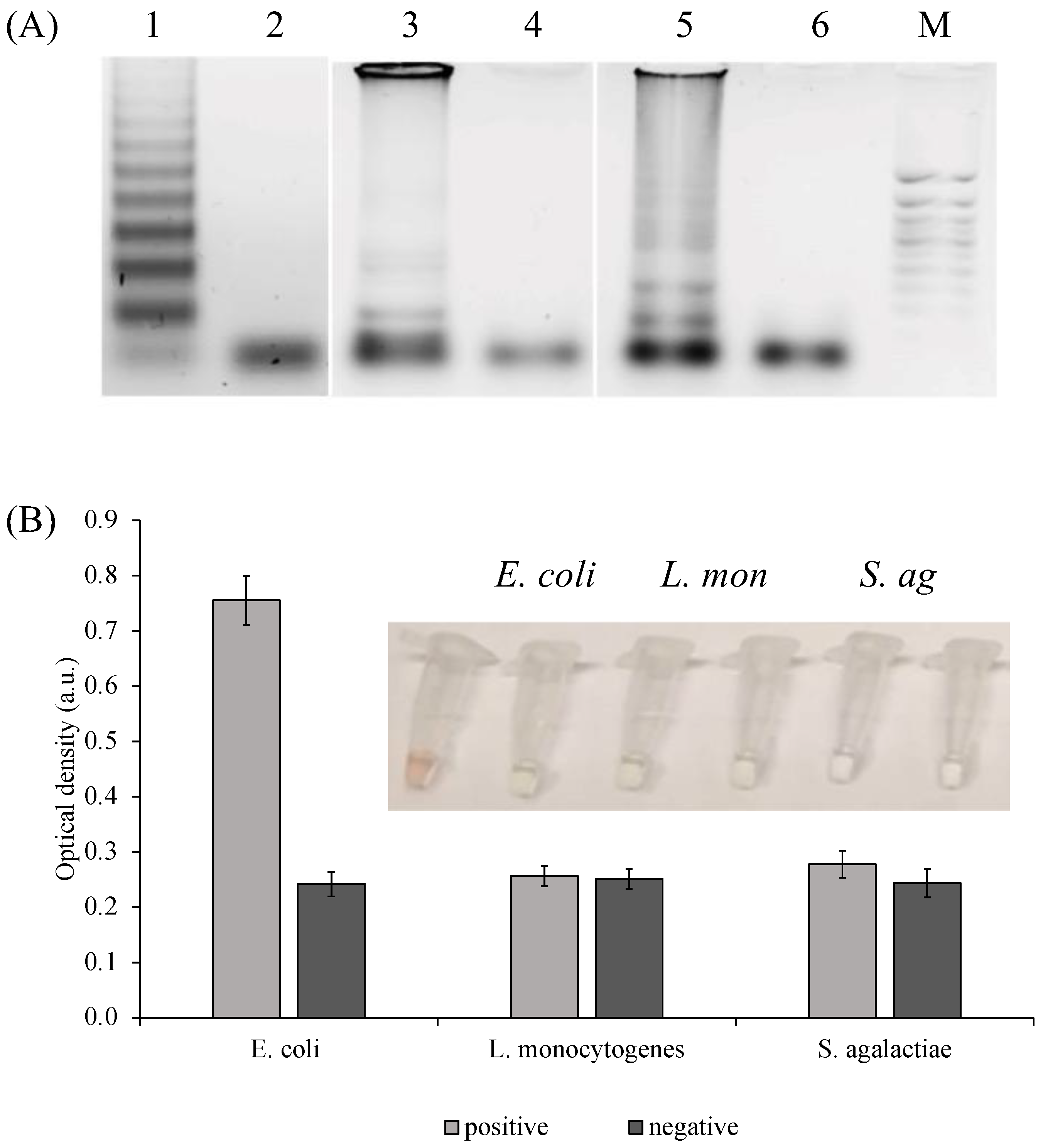 Ijms 24 07812 g006 Ijms 24 07812 g006