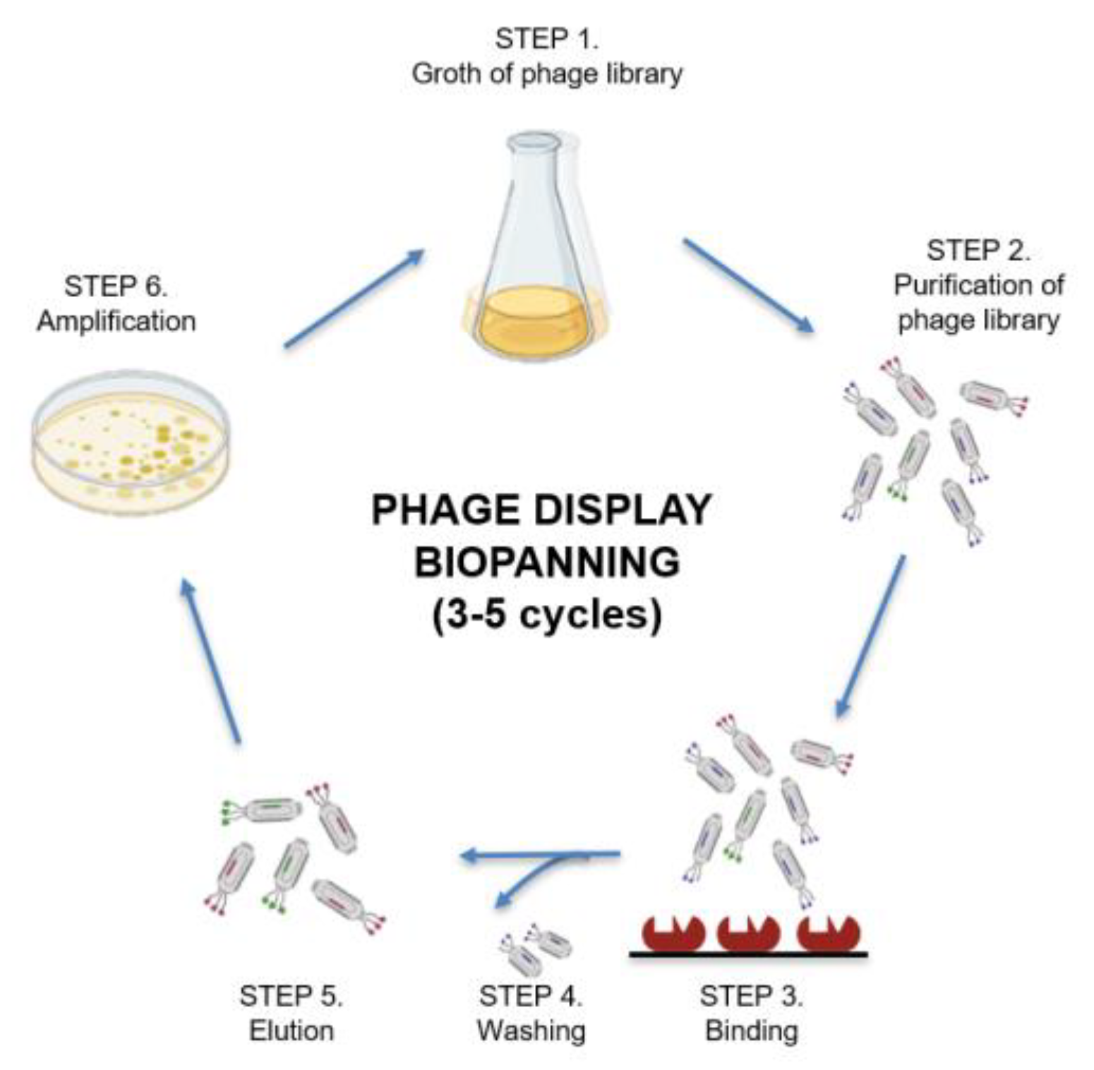 Ijms 24 07842 g002 Ijms 24 07842 g002