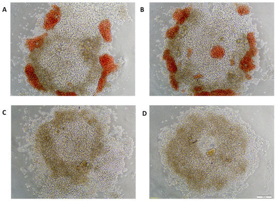 A whole‐genome scan for Artemisinin cytotoxicity reveals a novel therapy  for human brain tumors